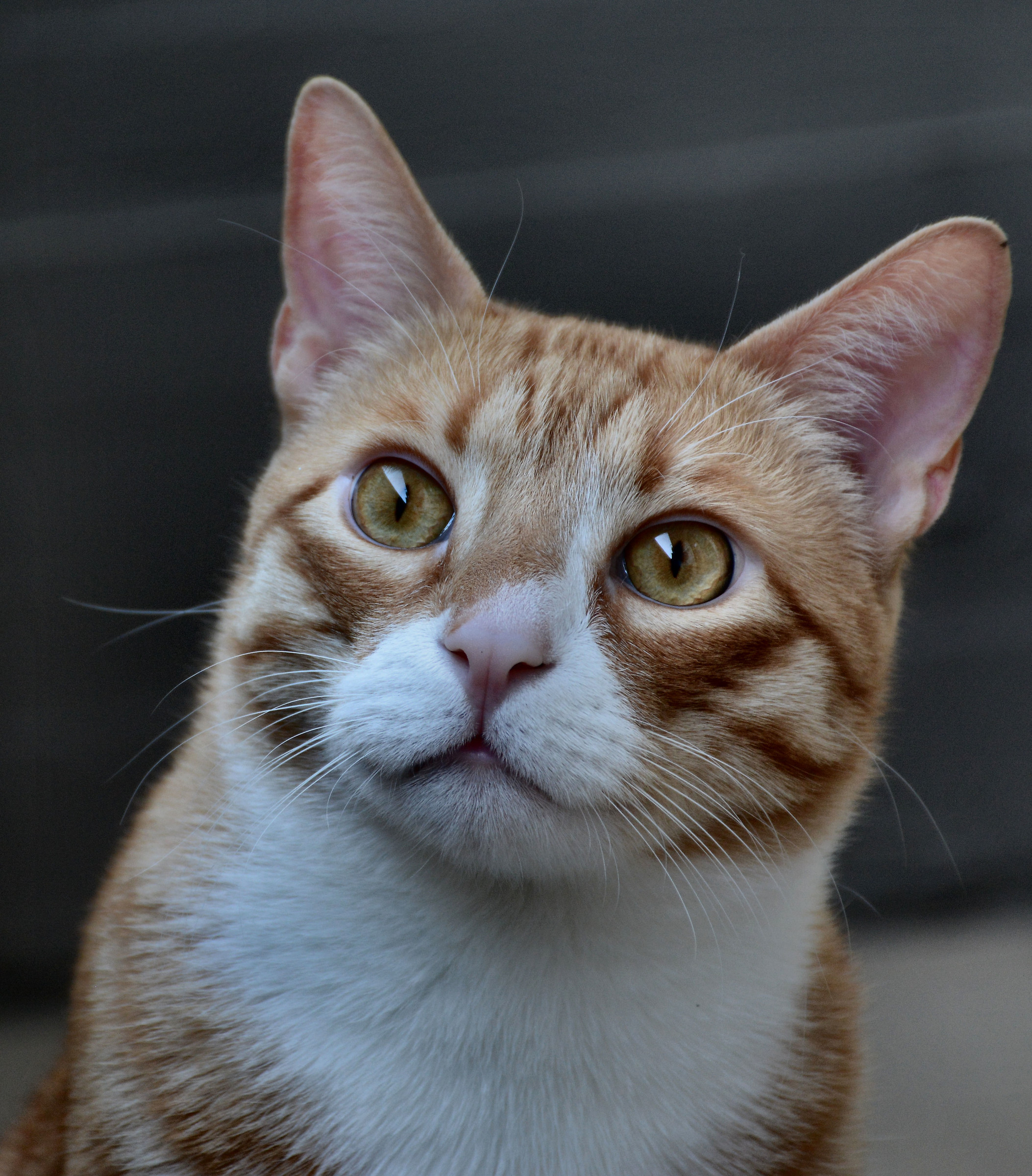 Il ritratto di Simba