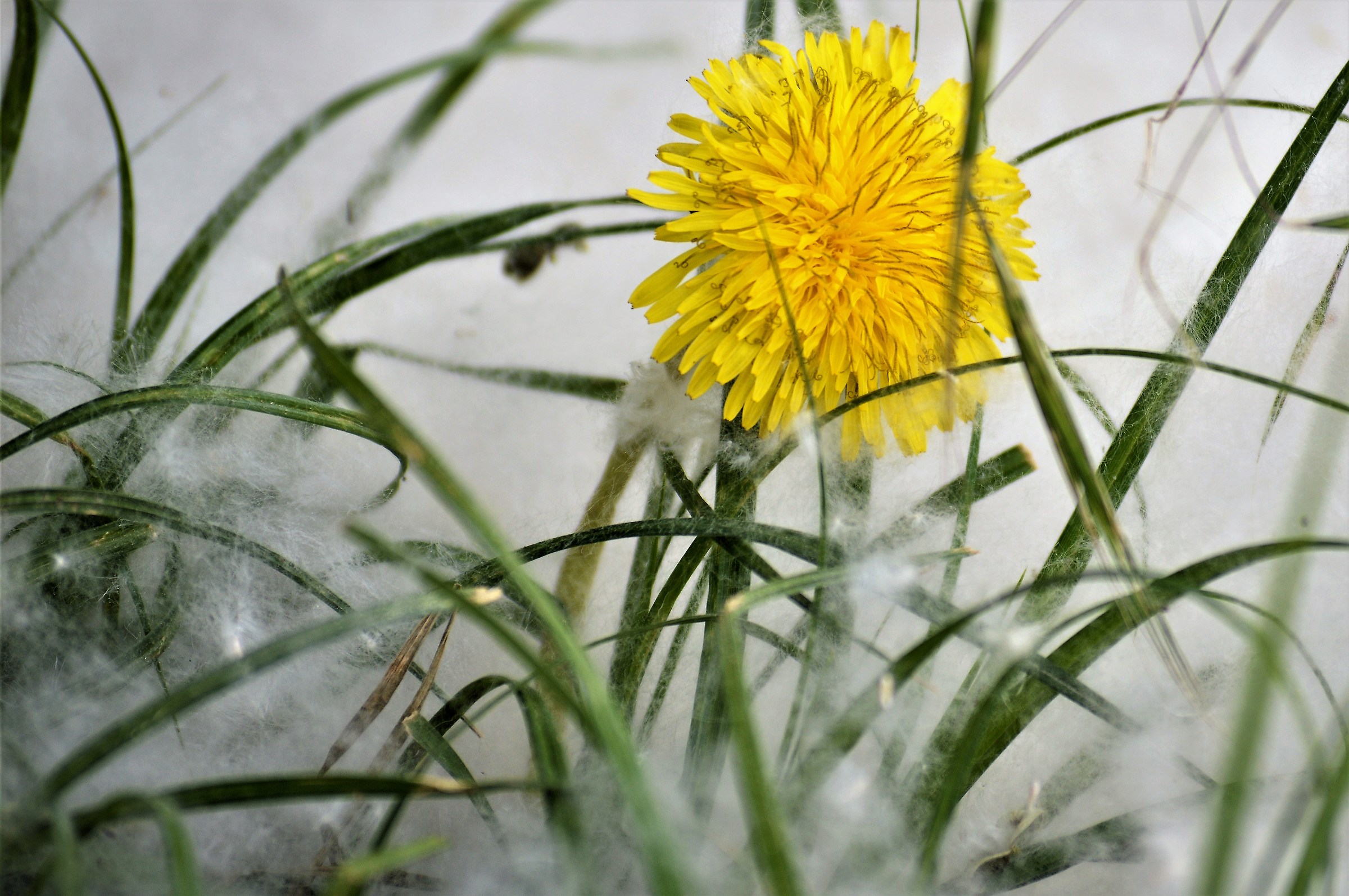 flower in a bed pappi