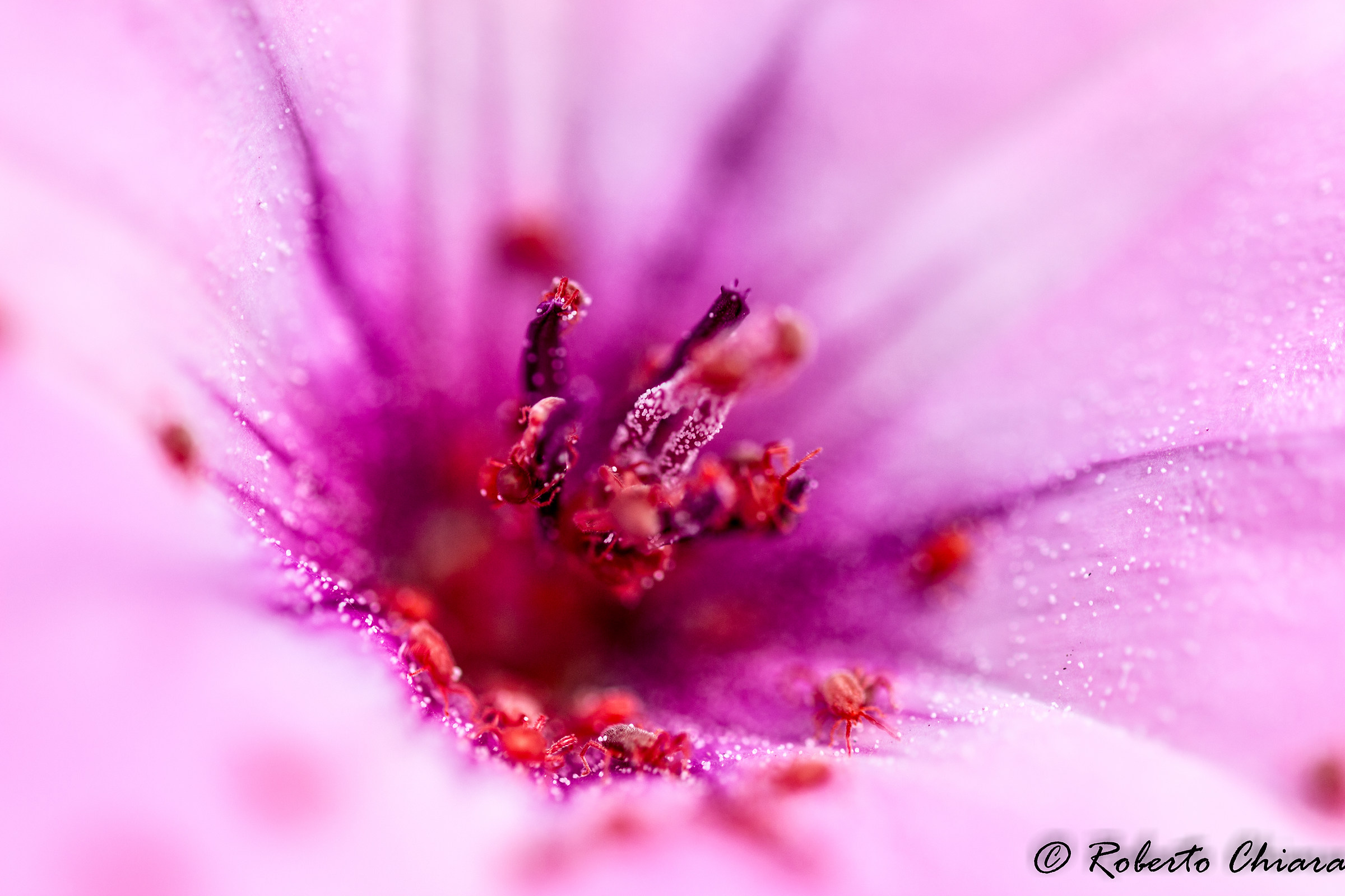 Trombidium holosericeum