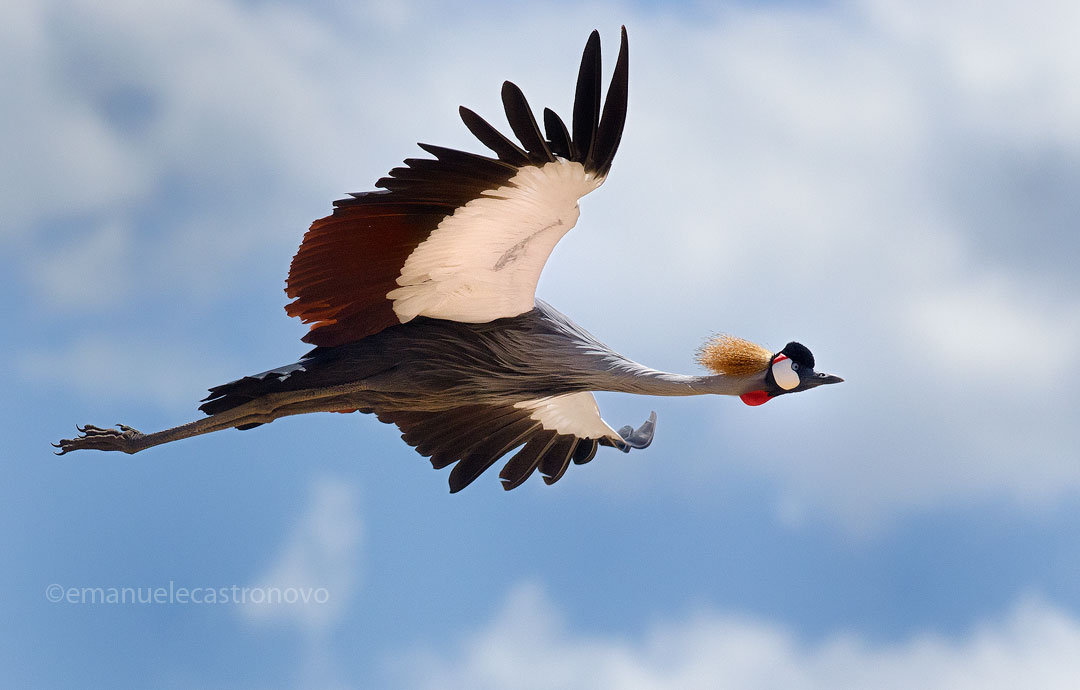 Crowned crane in flight