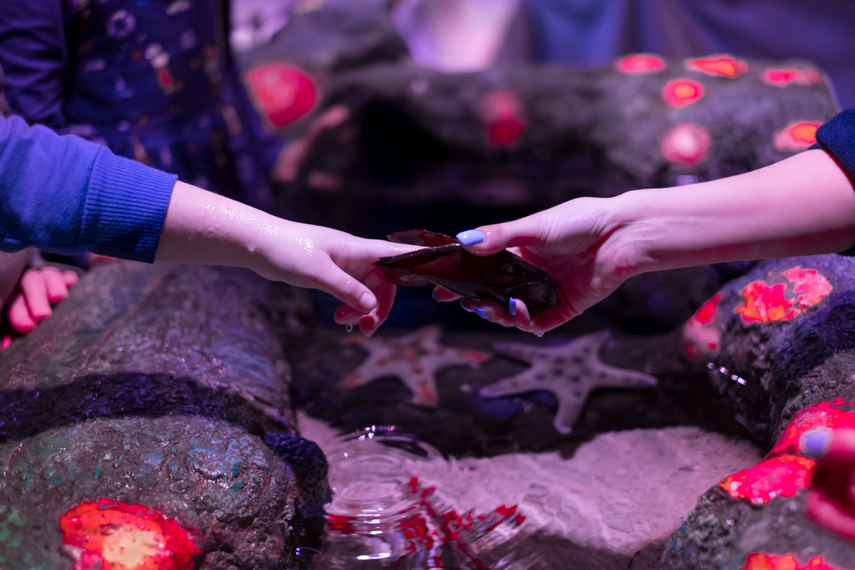 Would you put a finger in a shark egg?