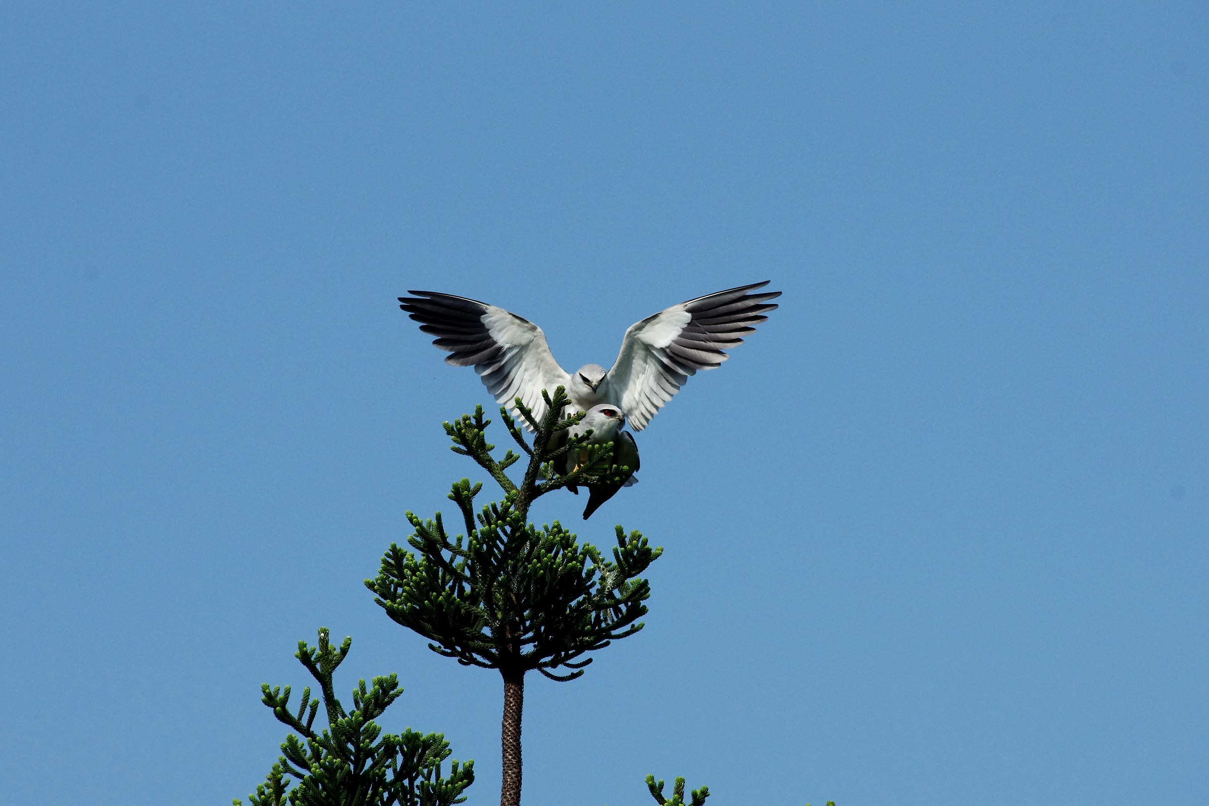 Black-shouldered Kite