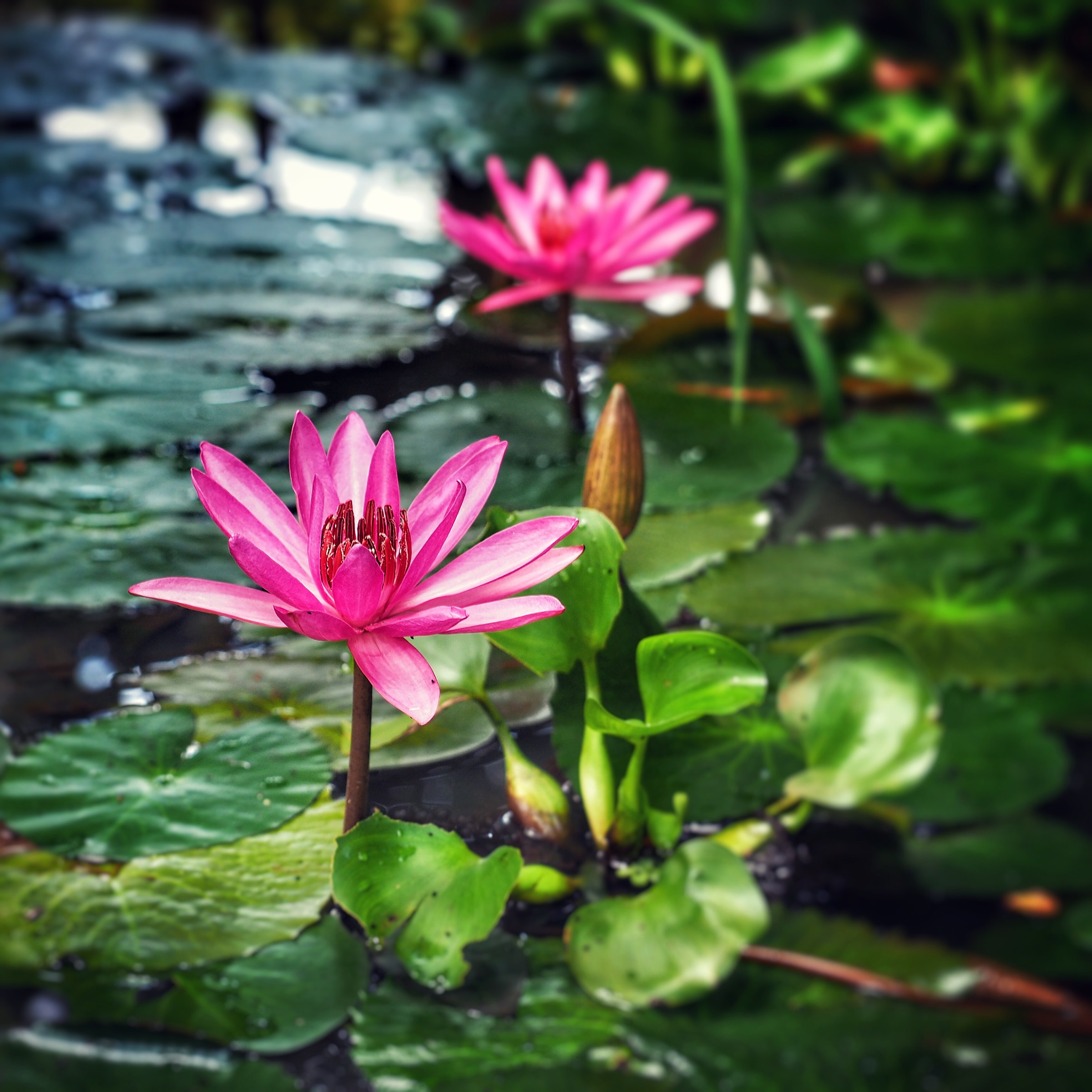 Lotus flower