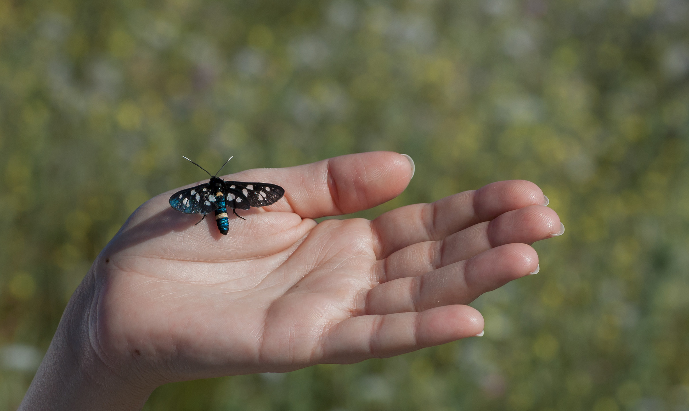 ... butterfly, or ...?