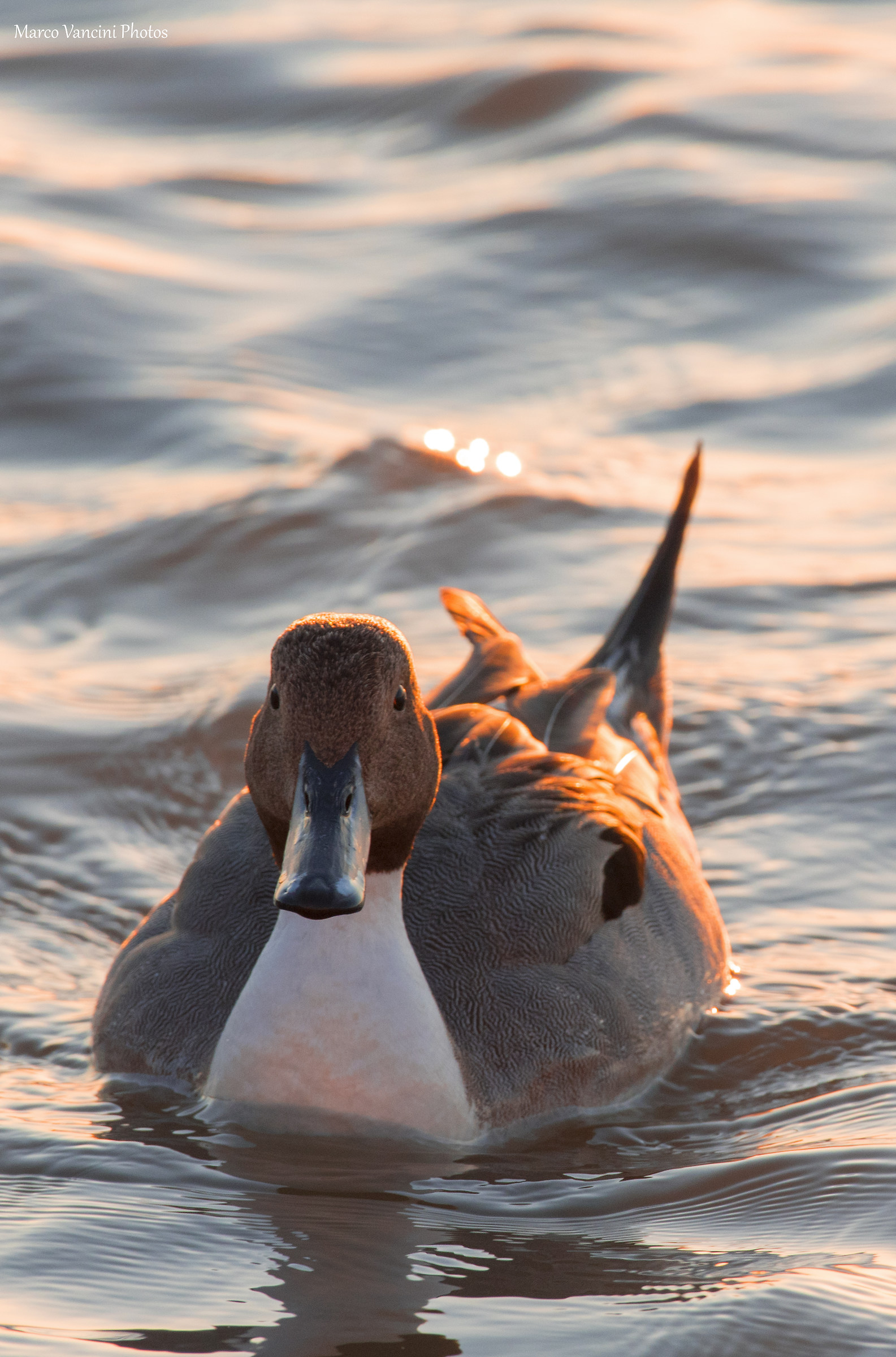 Pintail
