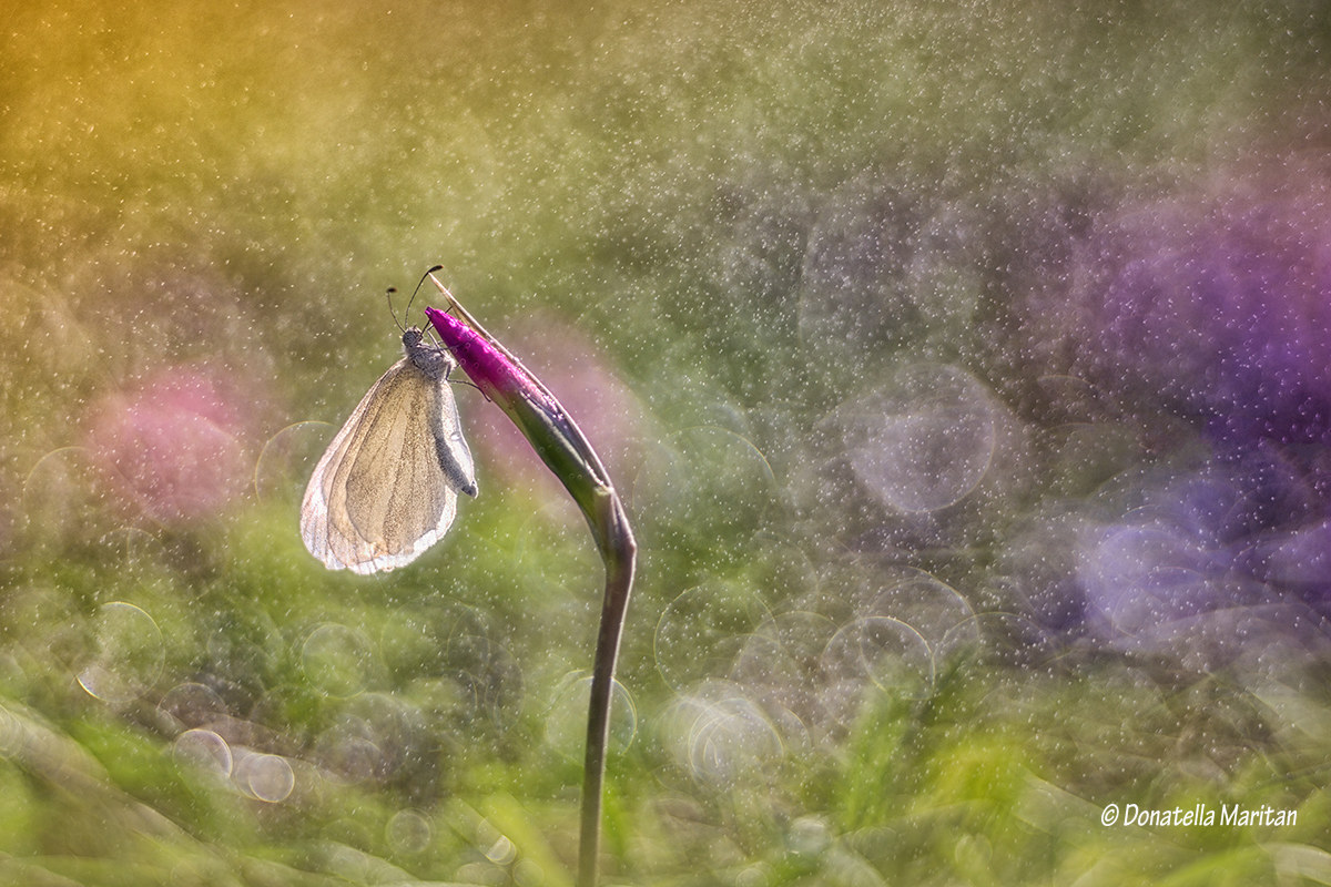 Among a colorful rain