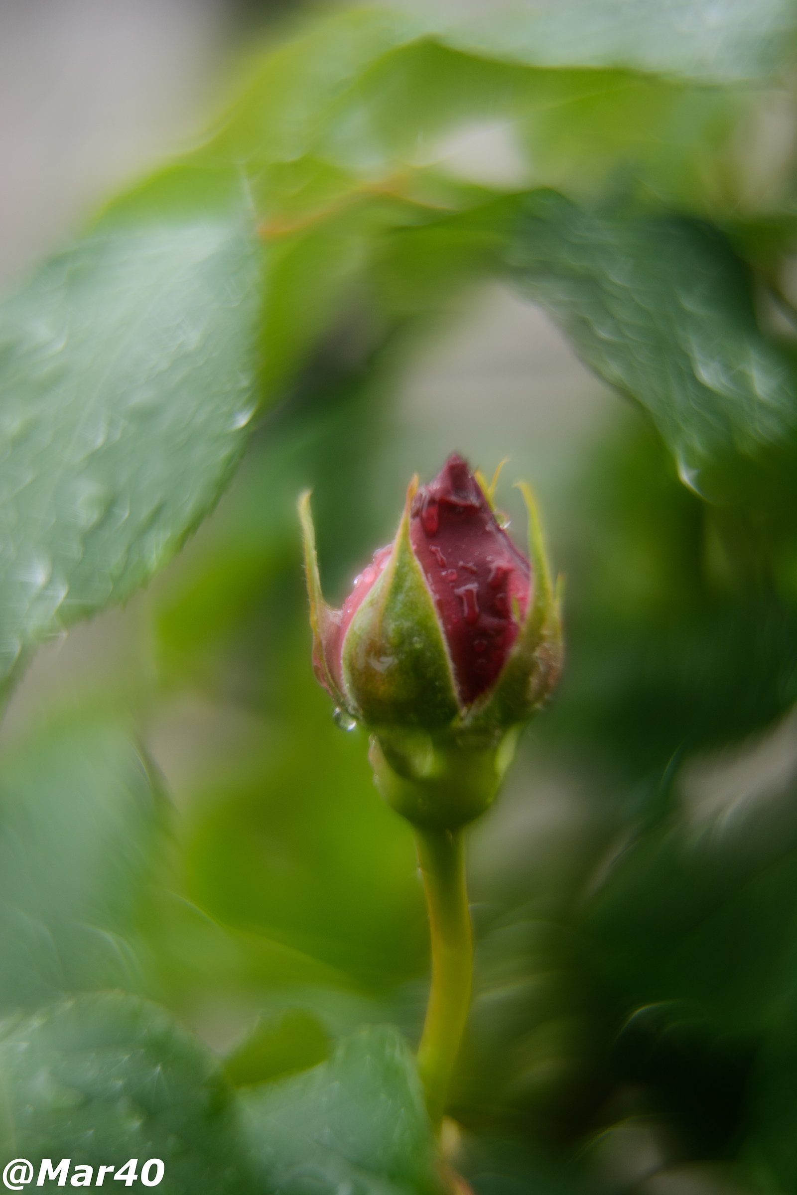 Bocciolo nel vortice