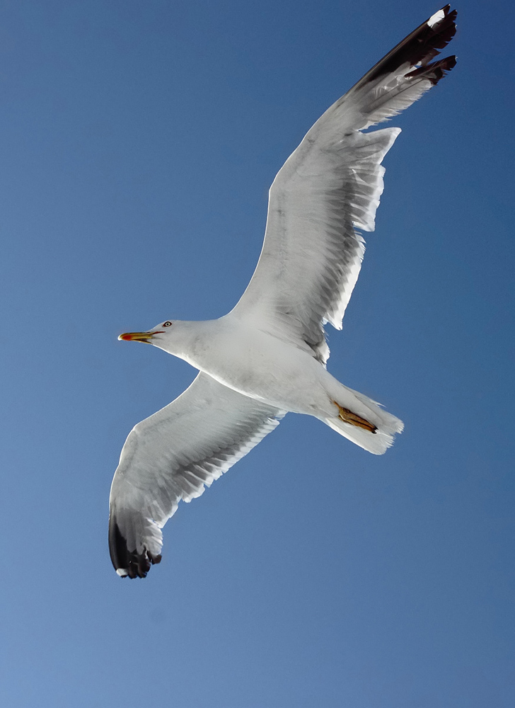 seagull