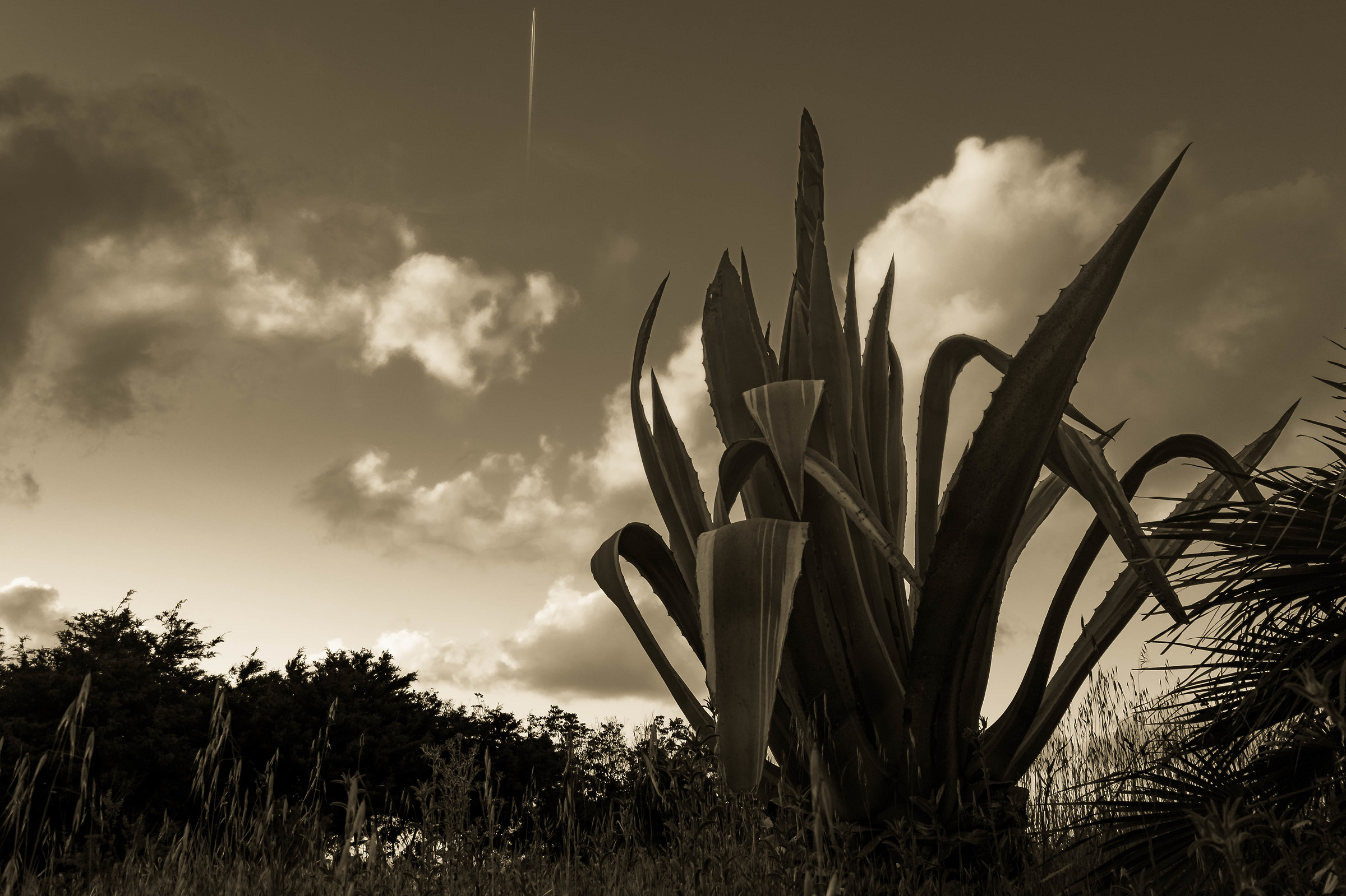 The grandeur of an agave