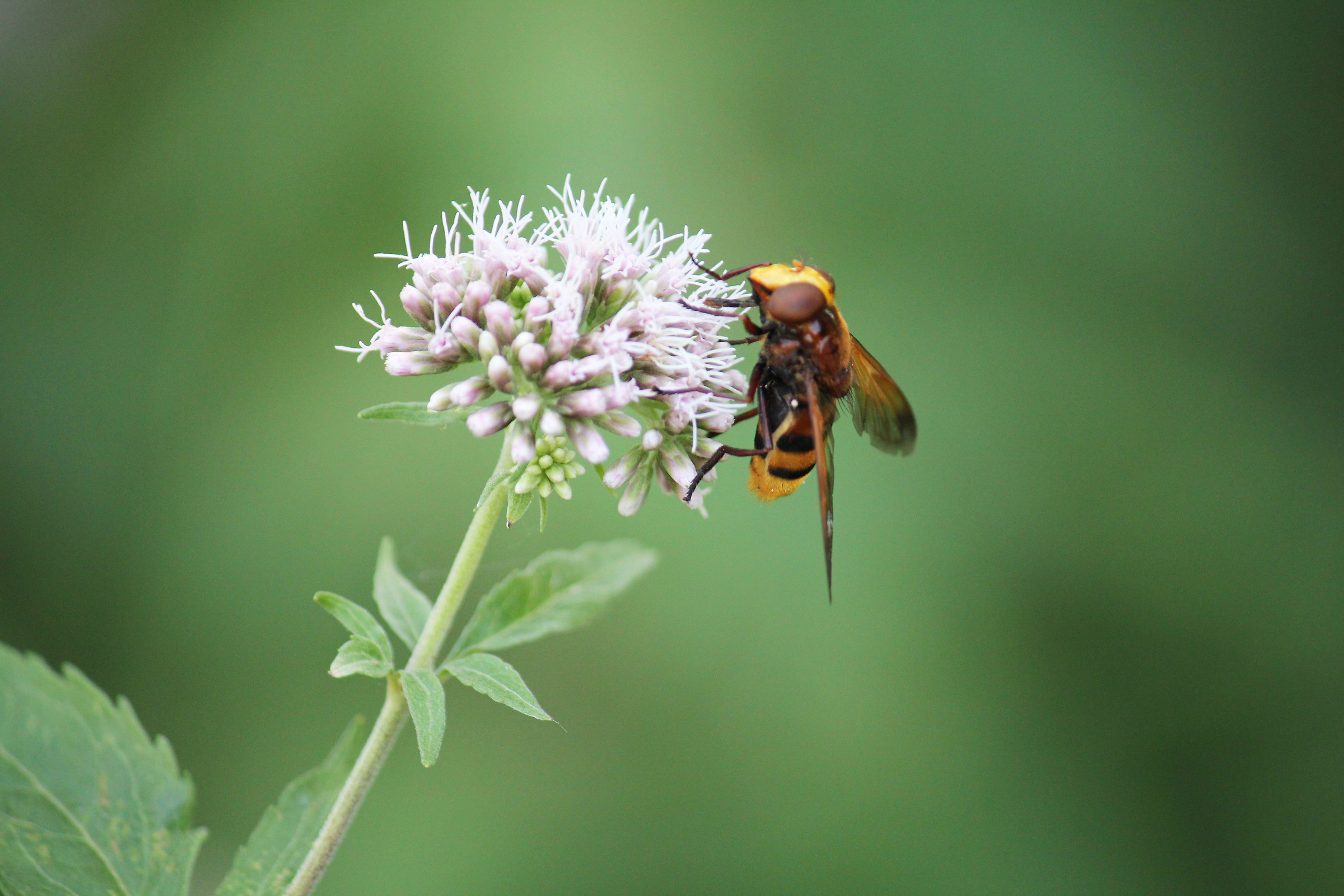 Insetti palude di Onara