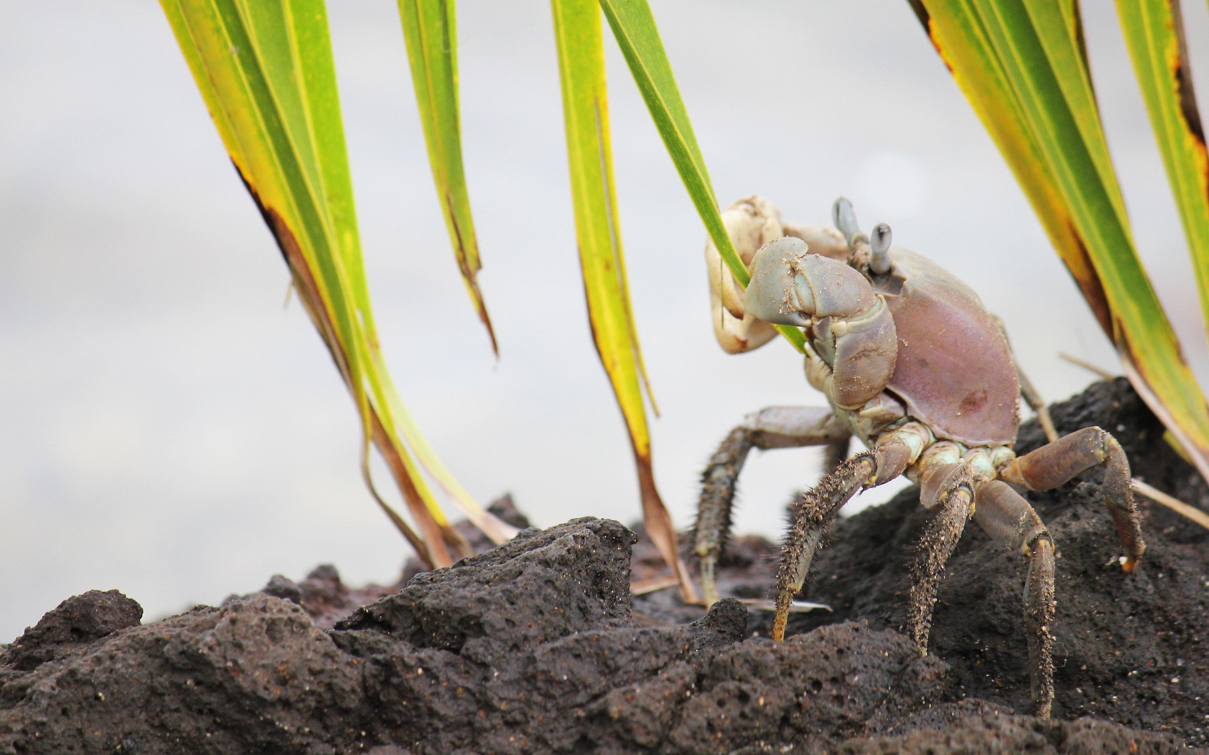 strani incontri, granchio terrestre