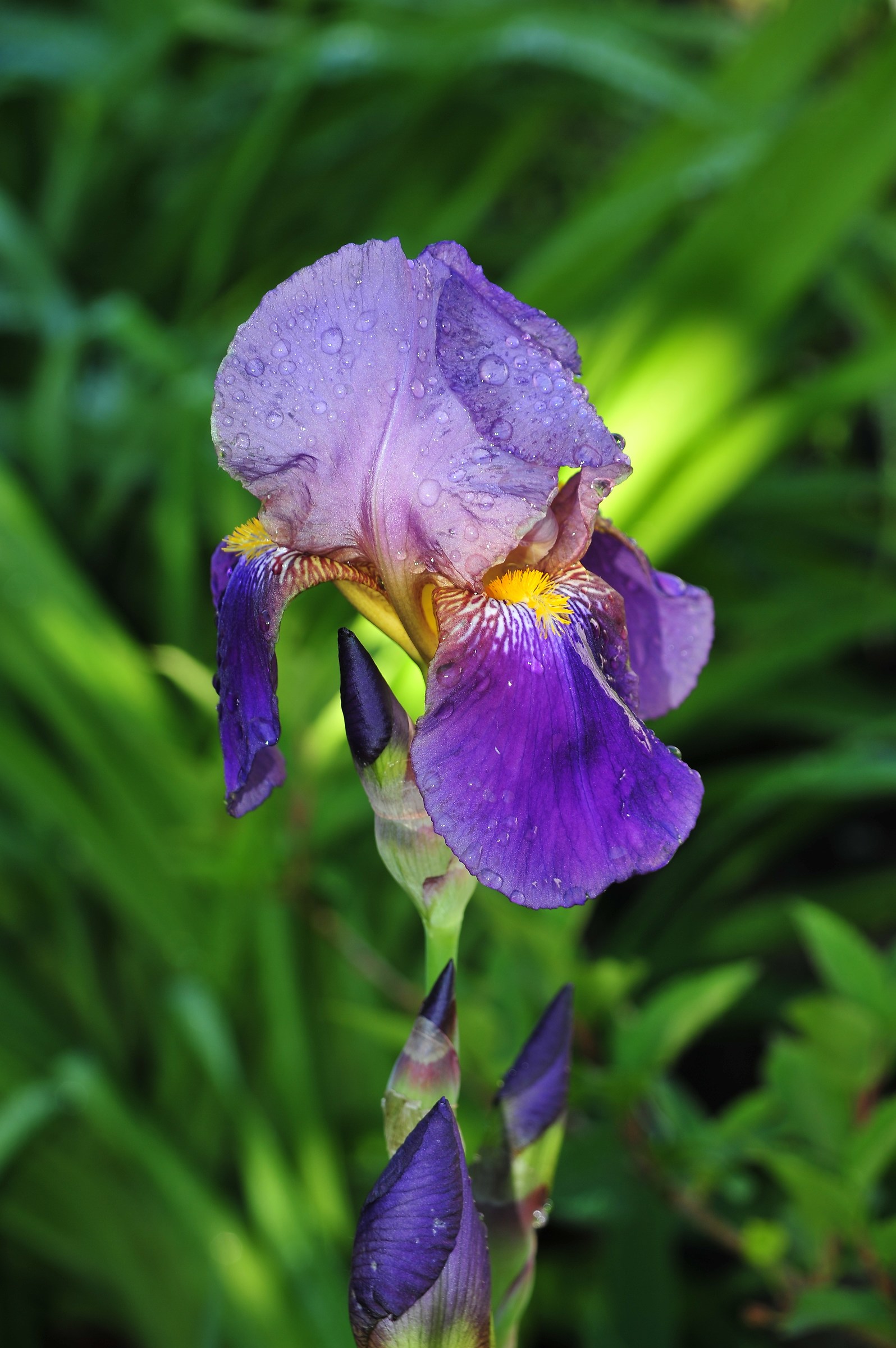 iris