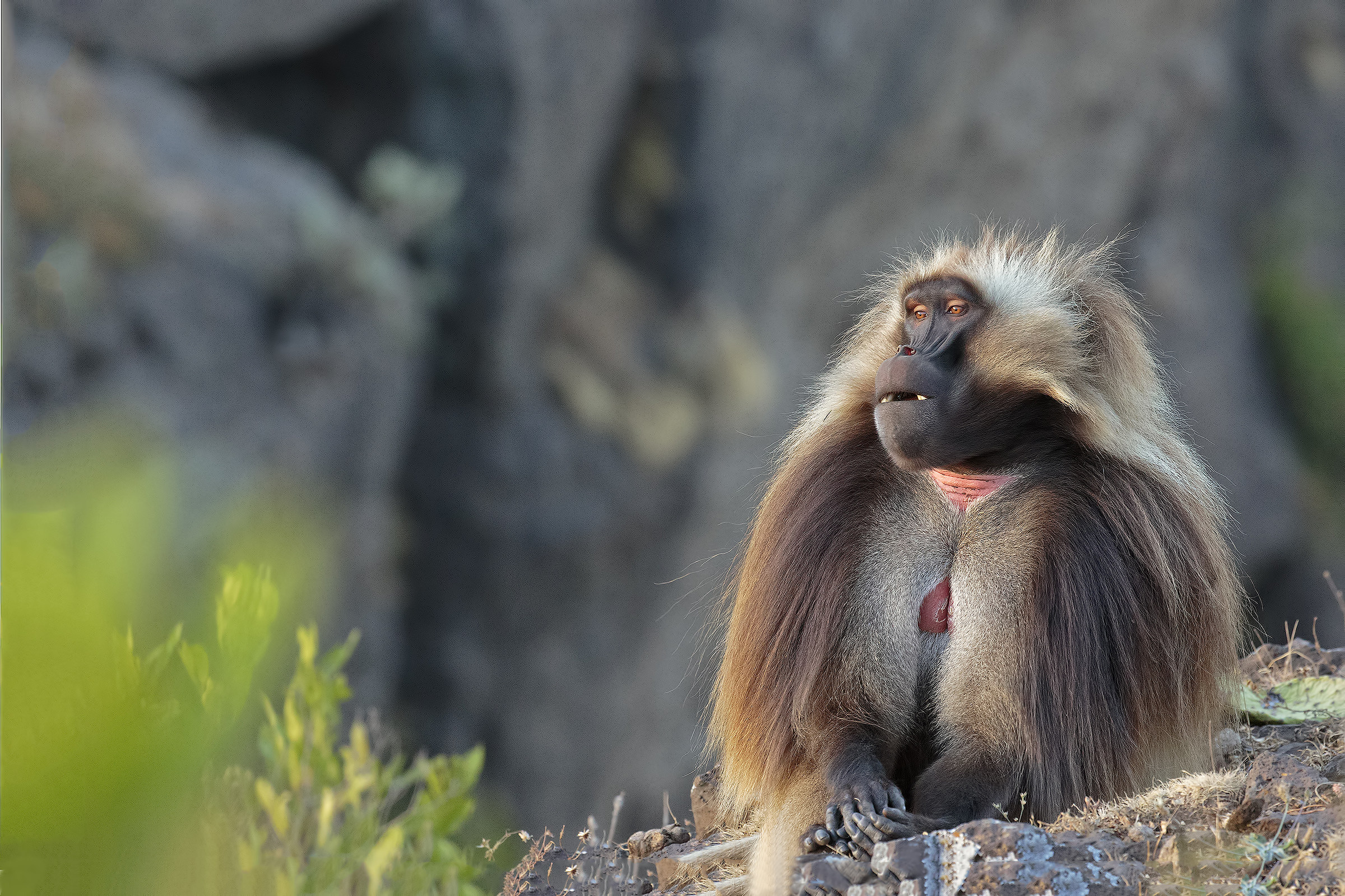 Gelada.