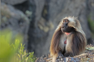 Theropithecus gelada