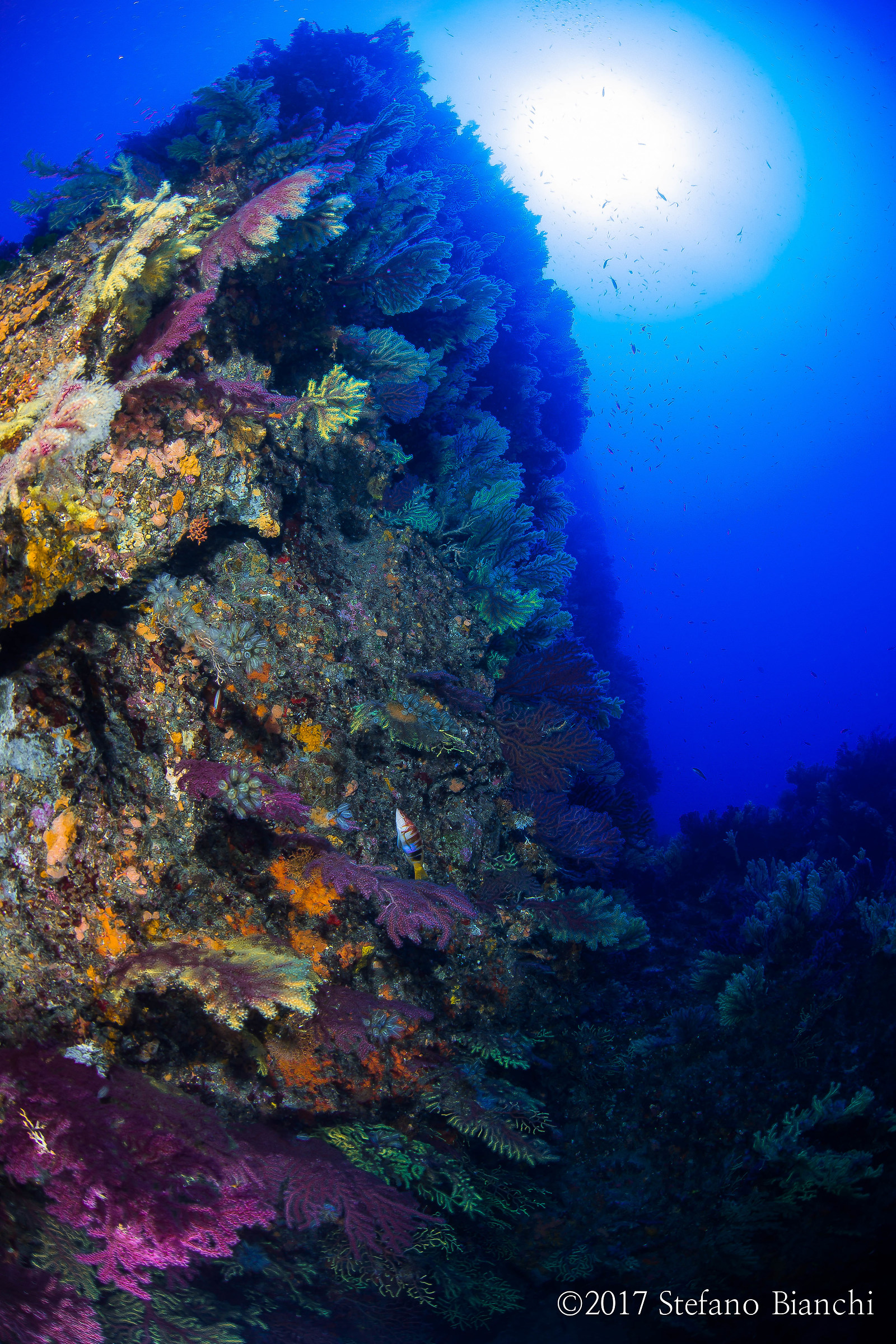 Scilla's underwater mountain