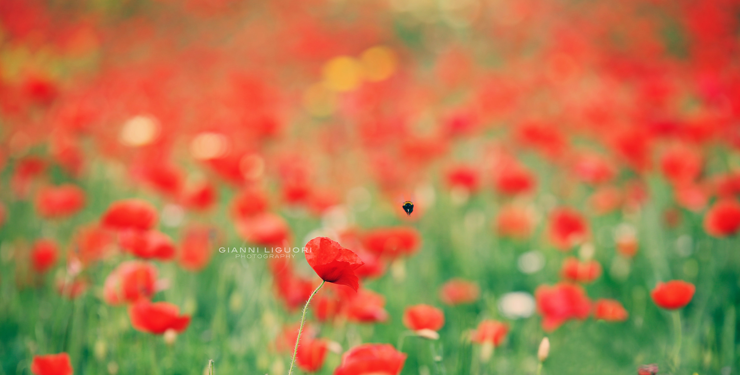 Red dream