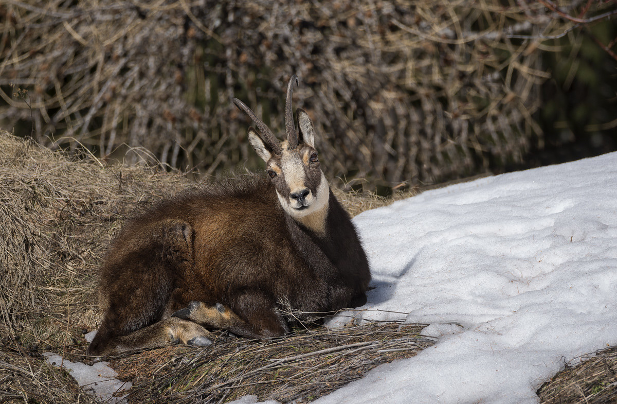 Chamois