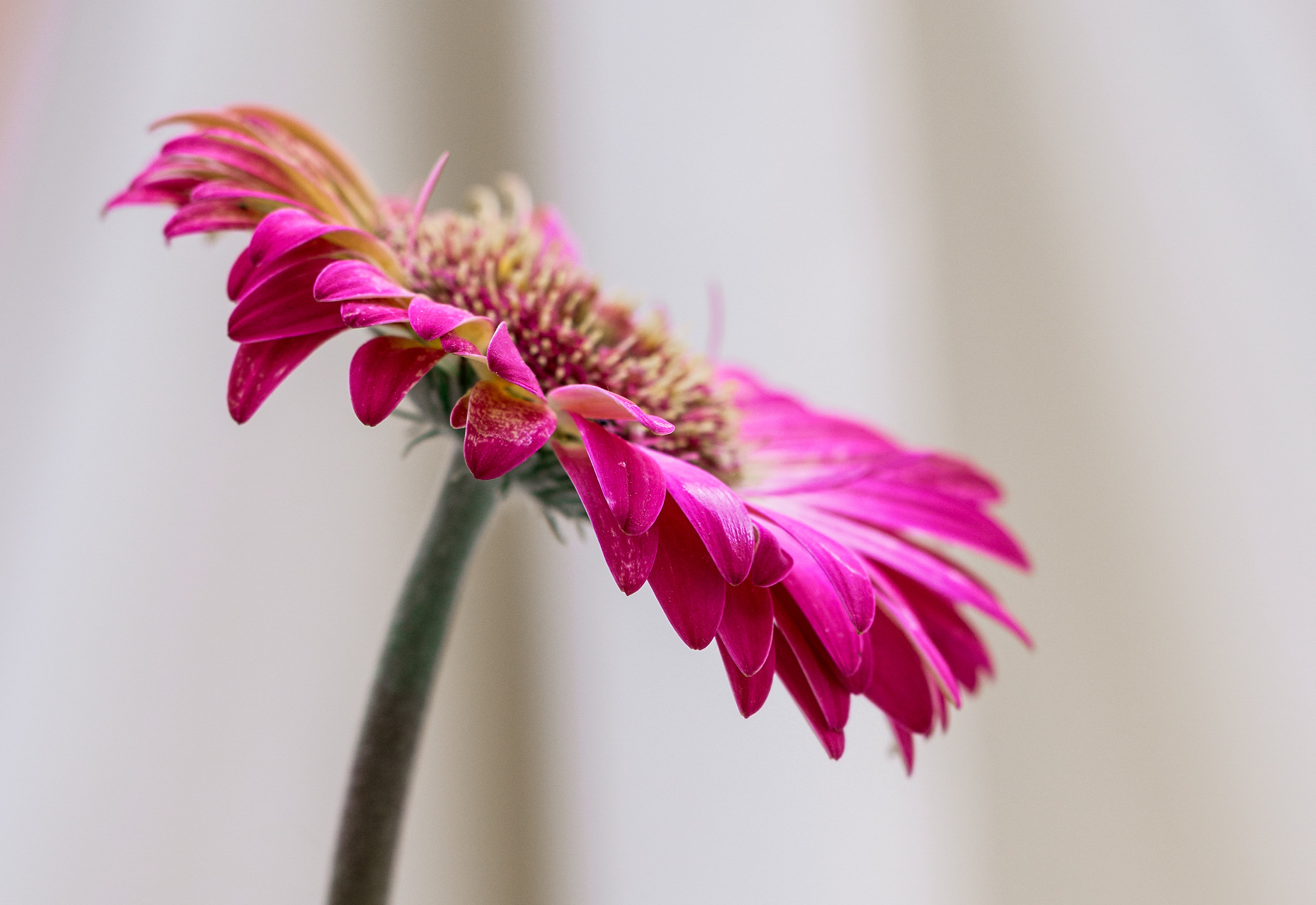 gerbera