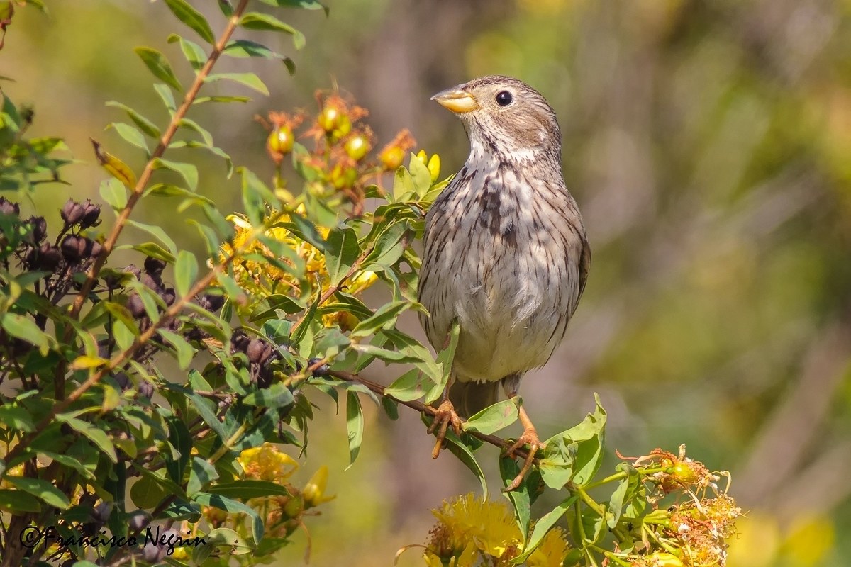 Corn bunting