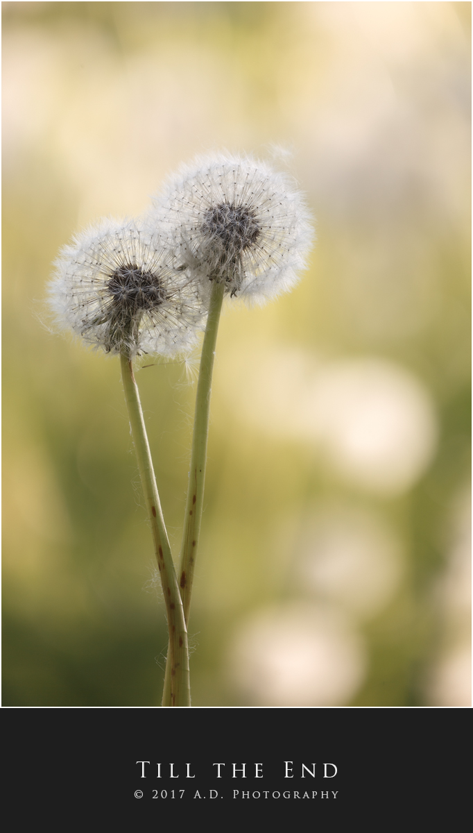Till the End