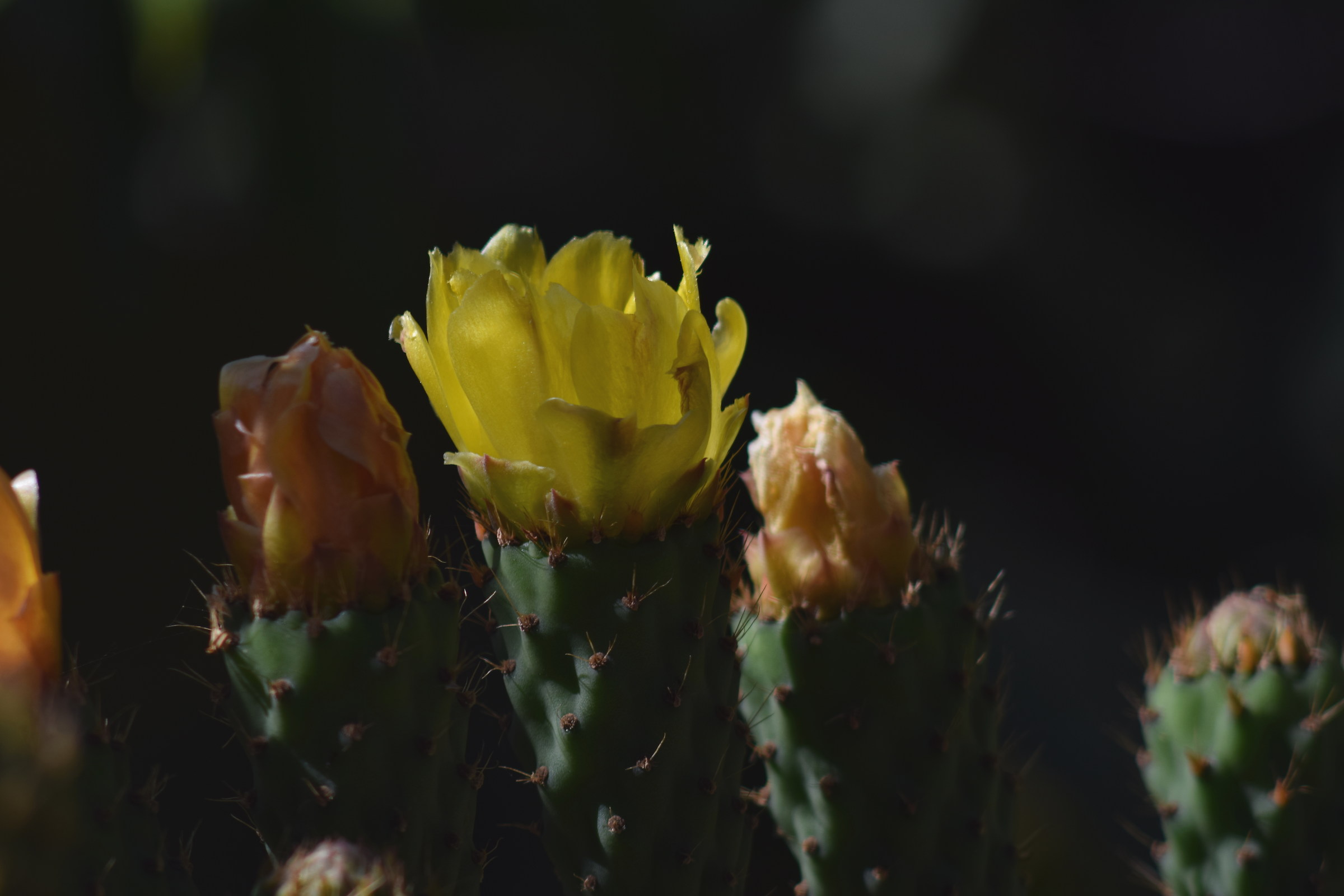 Il fiori del ficodindia