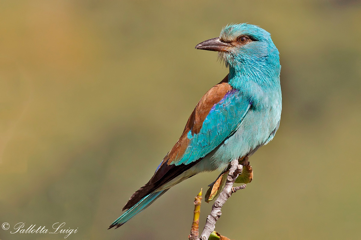 Navy Jay (Coracias garrulus)
