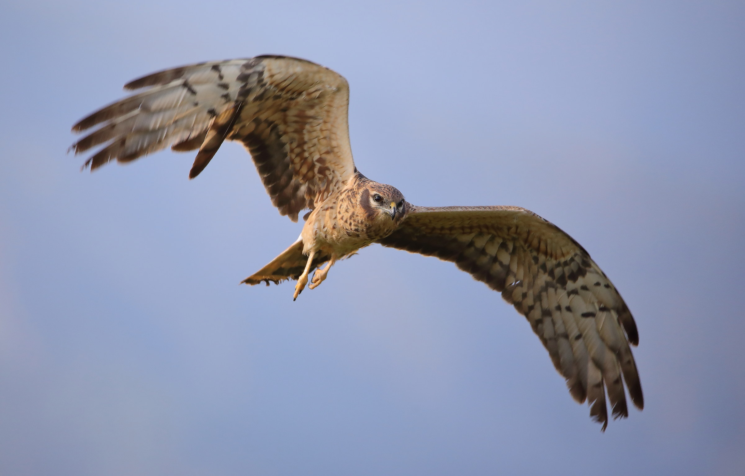 Hen Harrier (female)