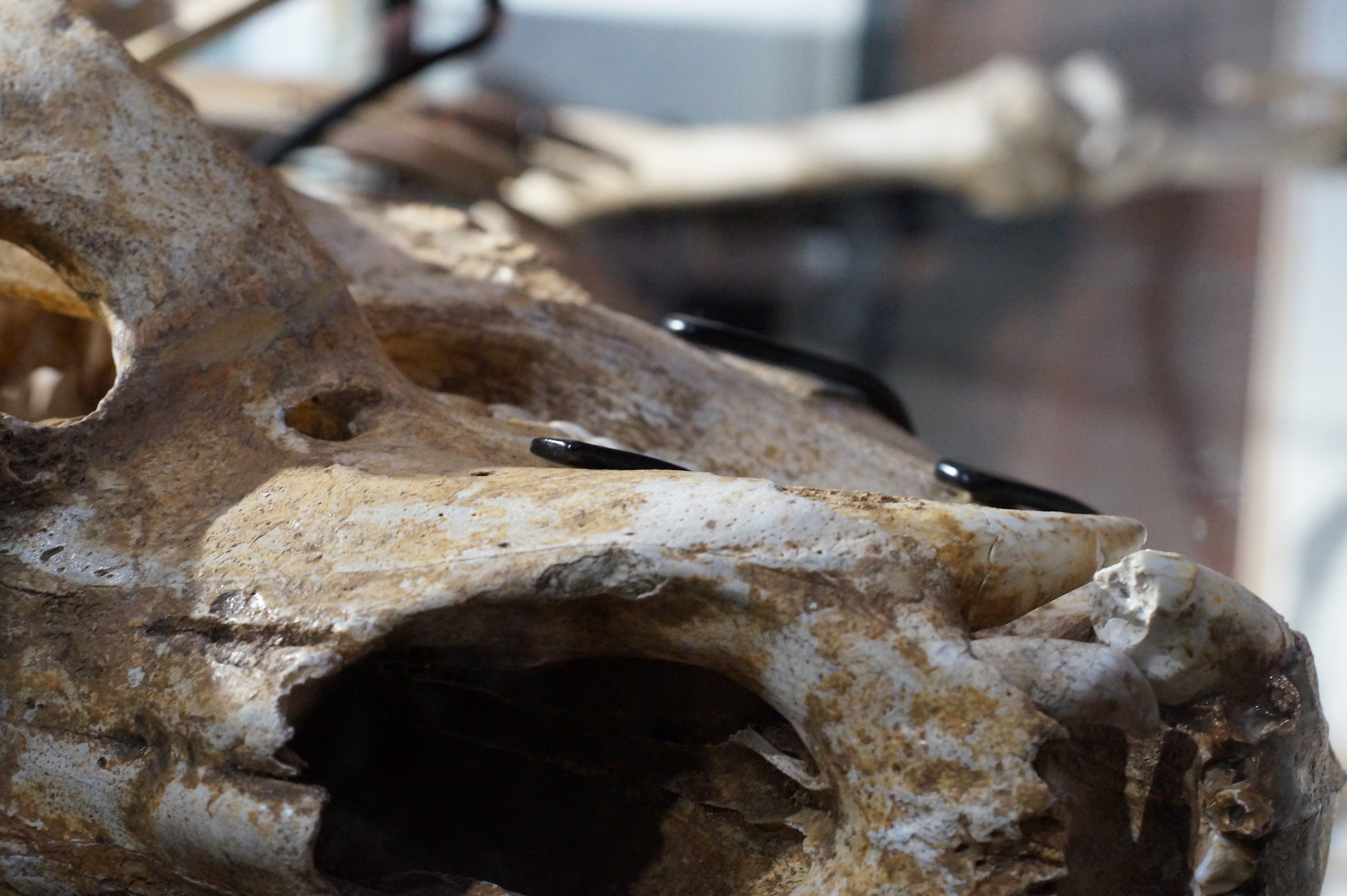 The remains of a bear