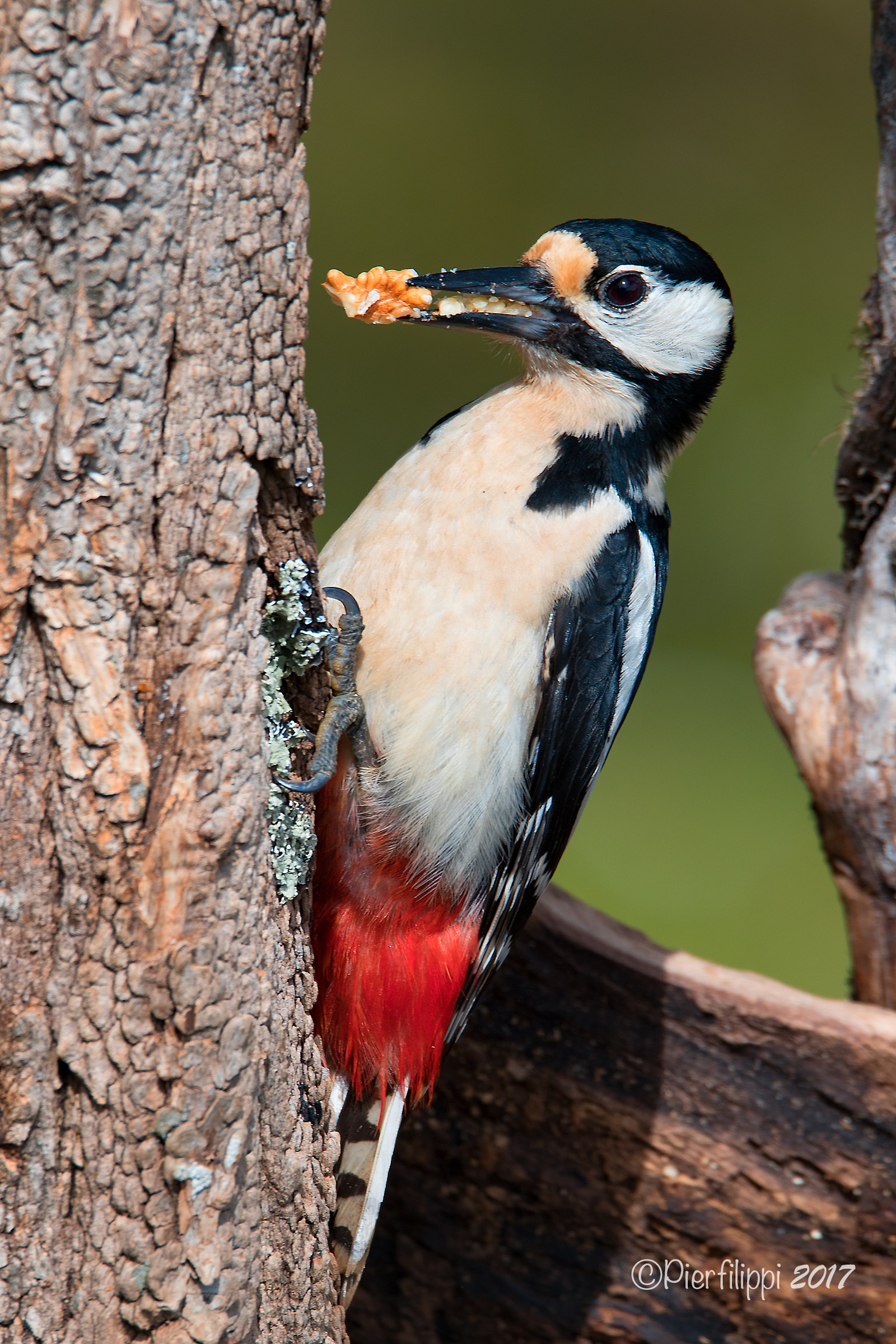 Picchio rosso maggiore