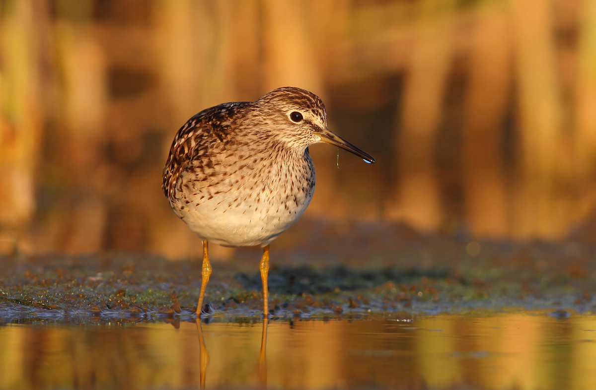 Pyro piro boschereccio