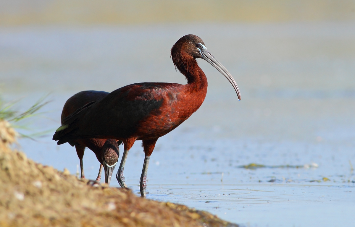 Glossy Ibis