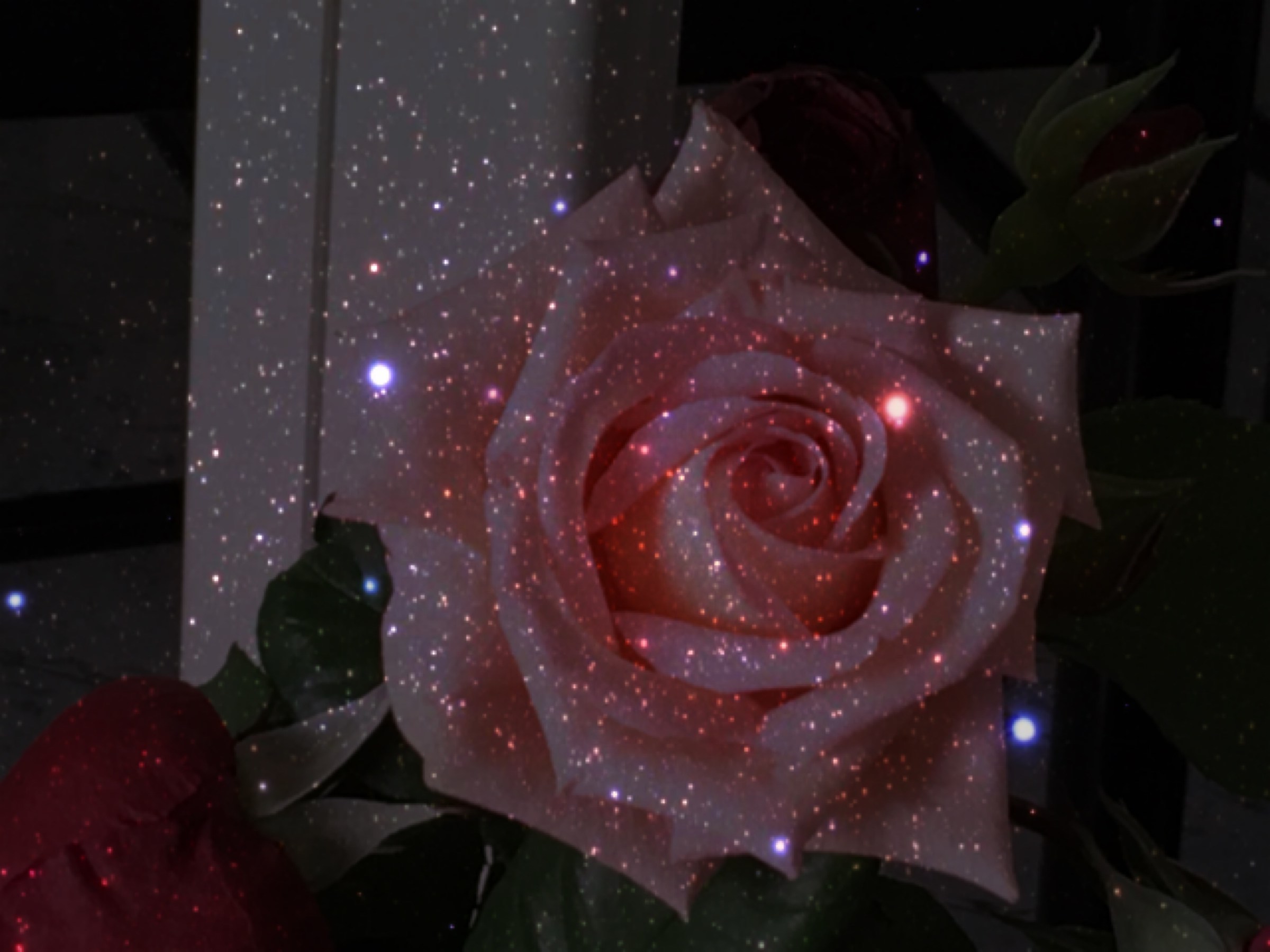 Rose between the stars