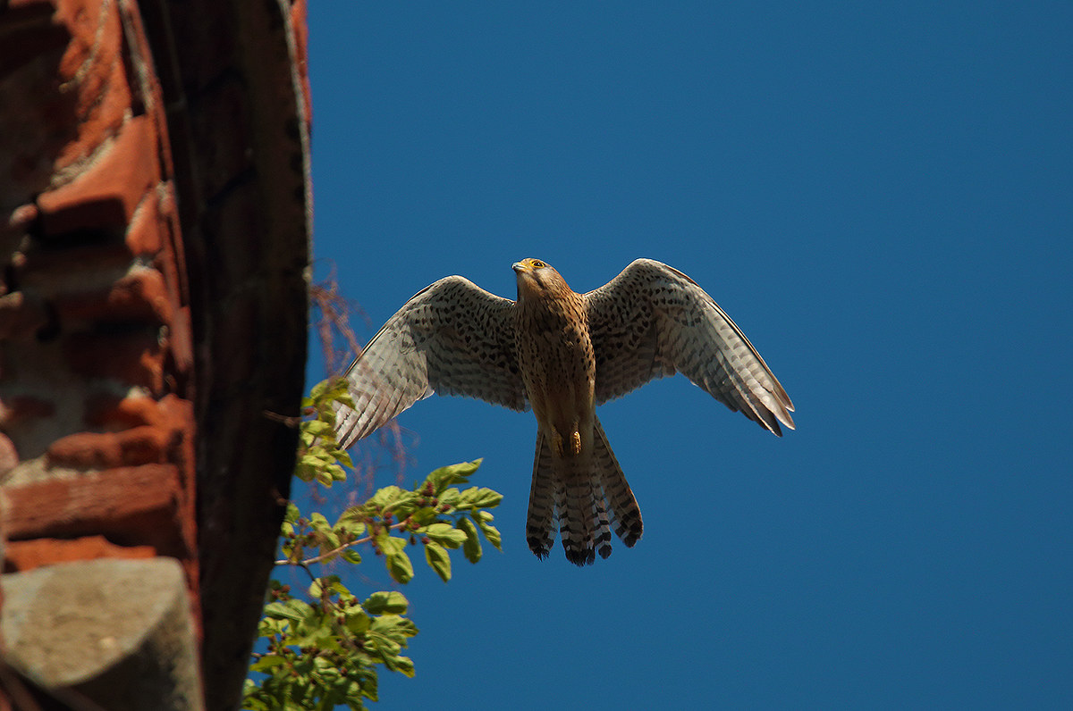 kestrel