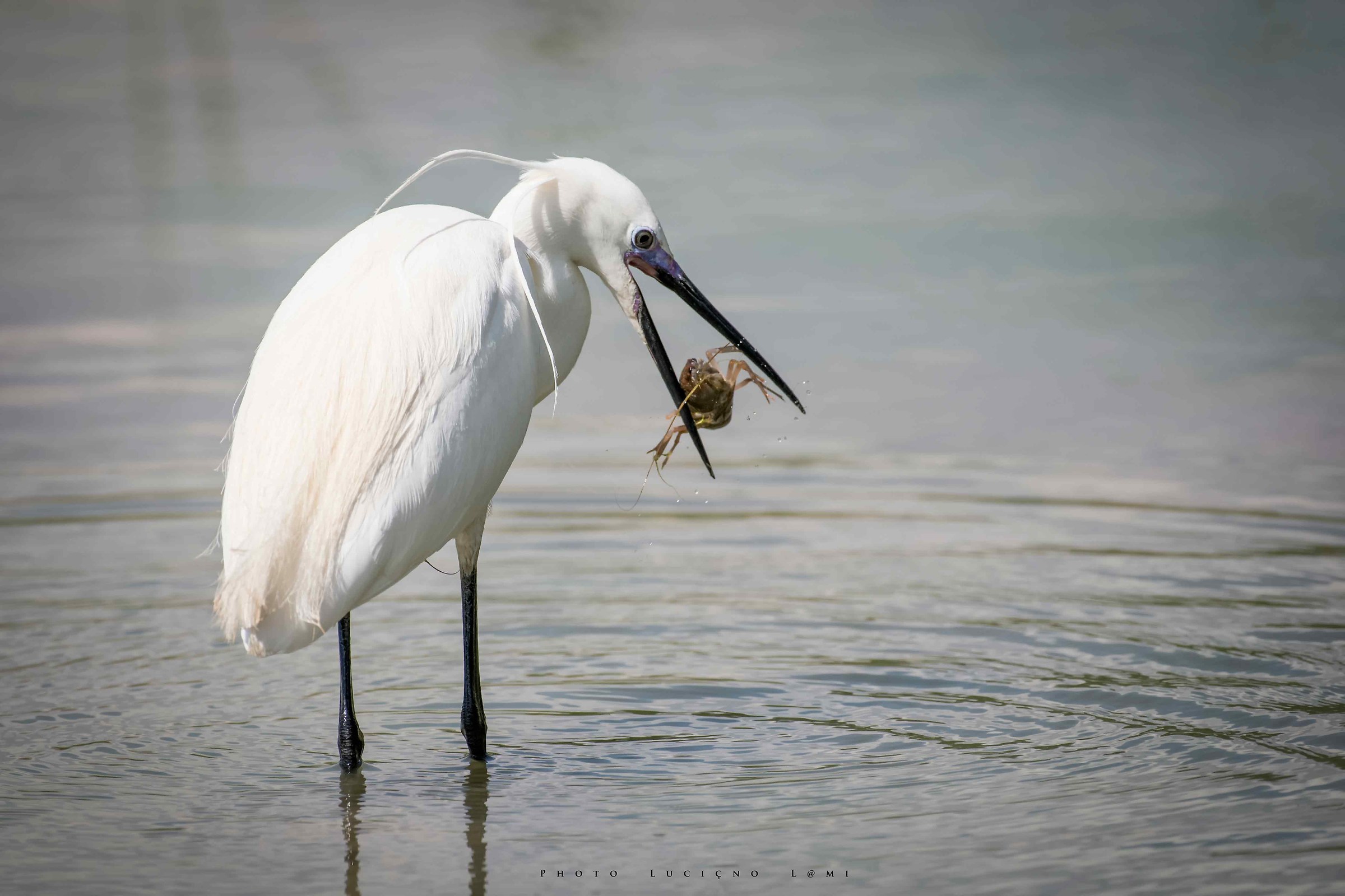 Delicious bocconcino