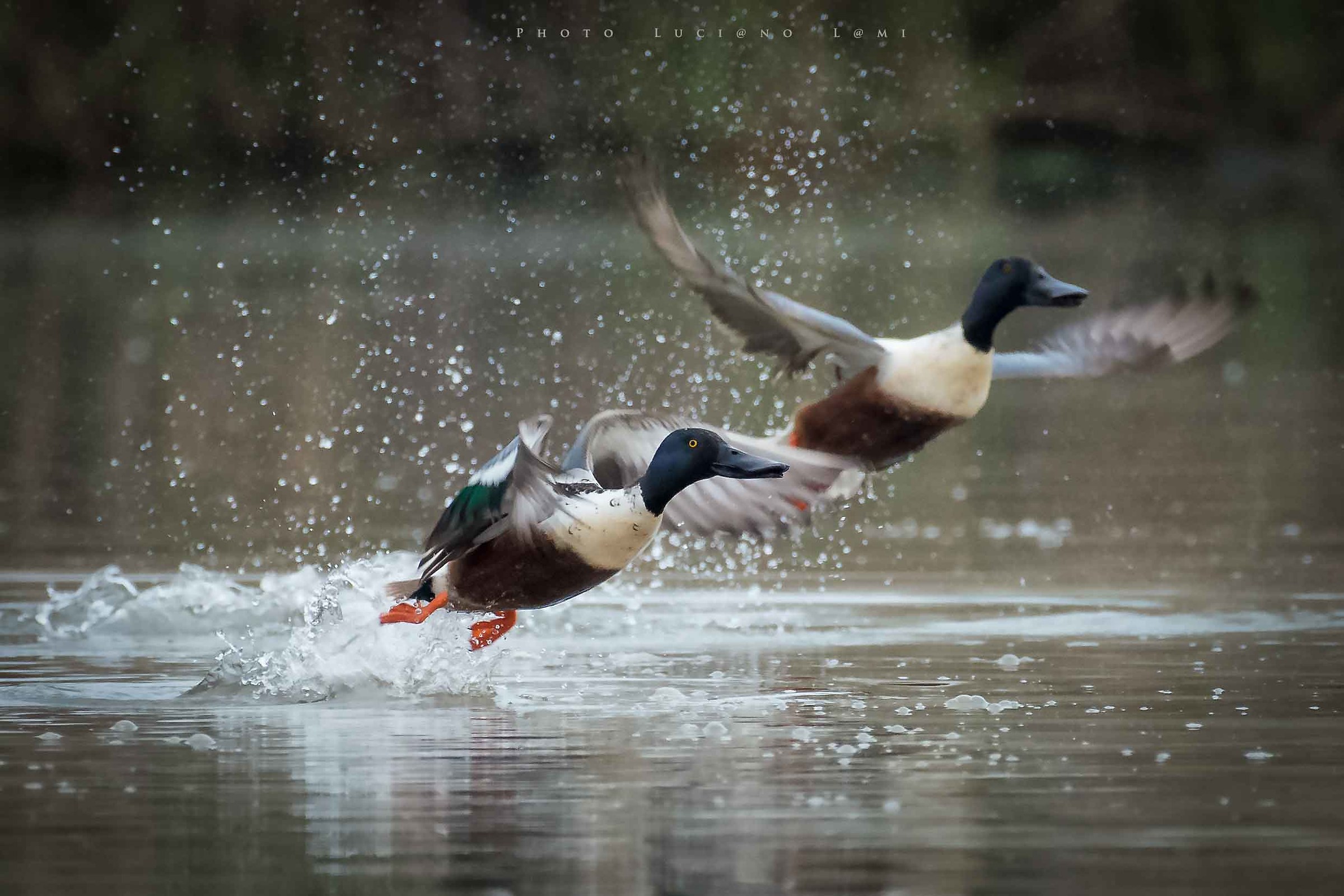 Shovelers in flight