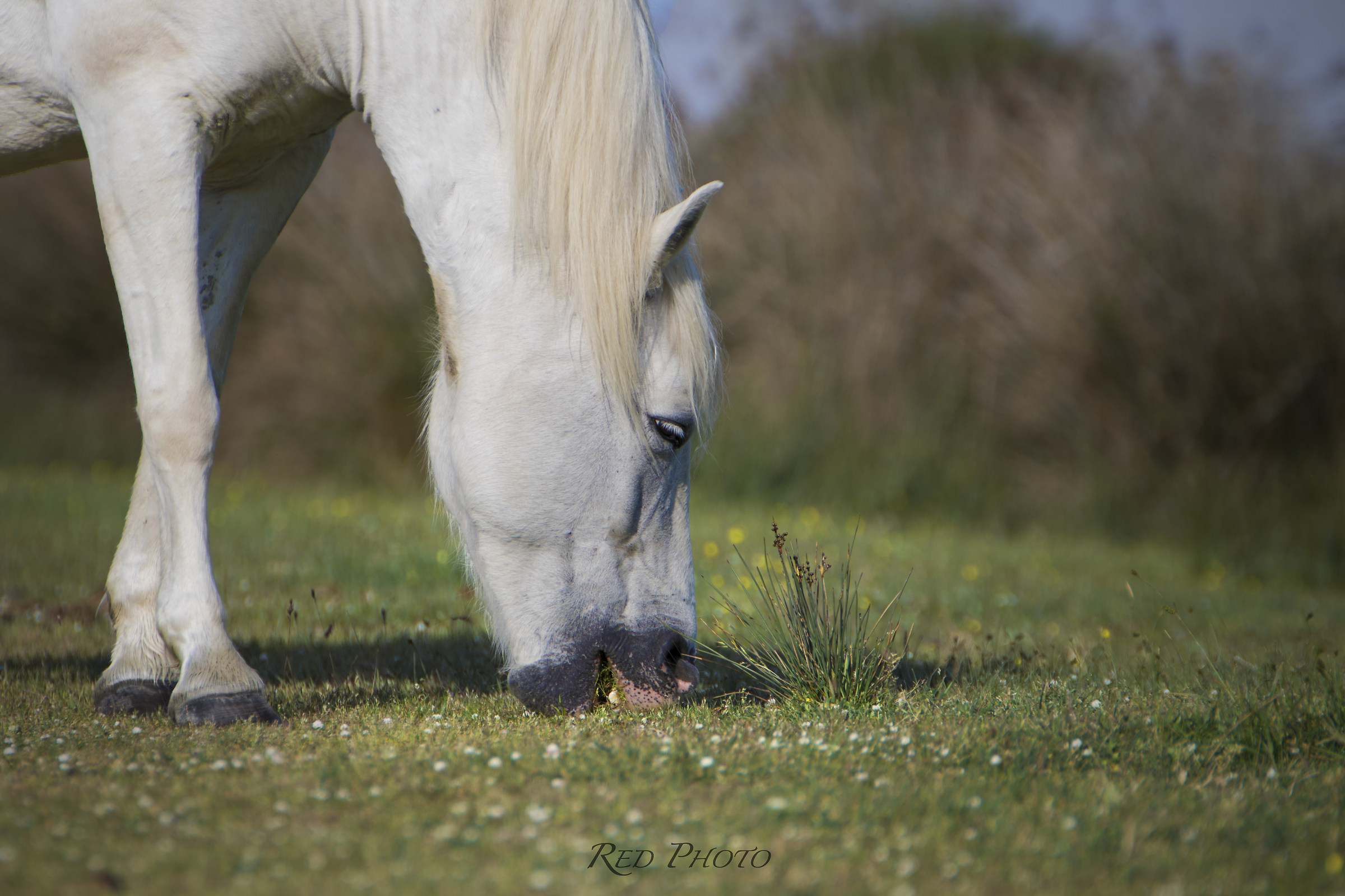 Erba Fresca...Cavallo della Camargue
