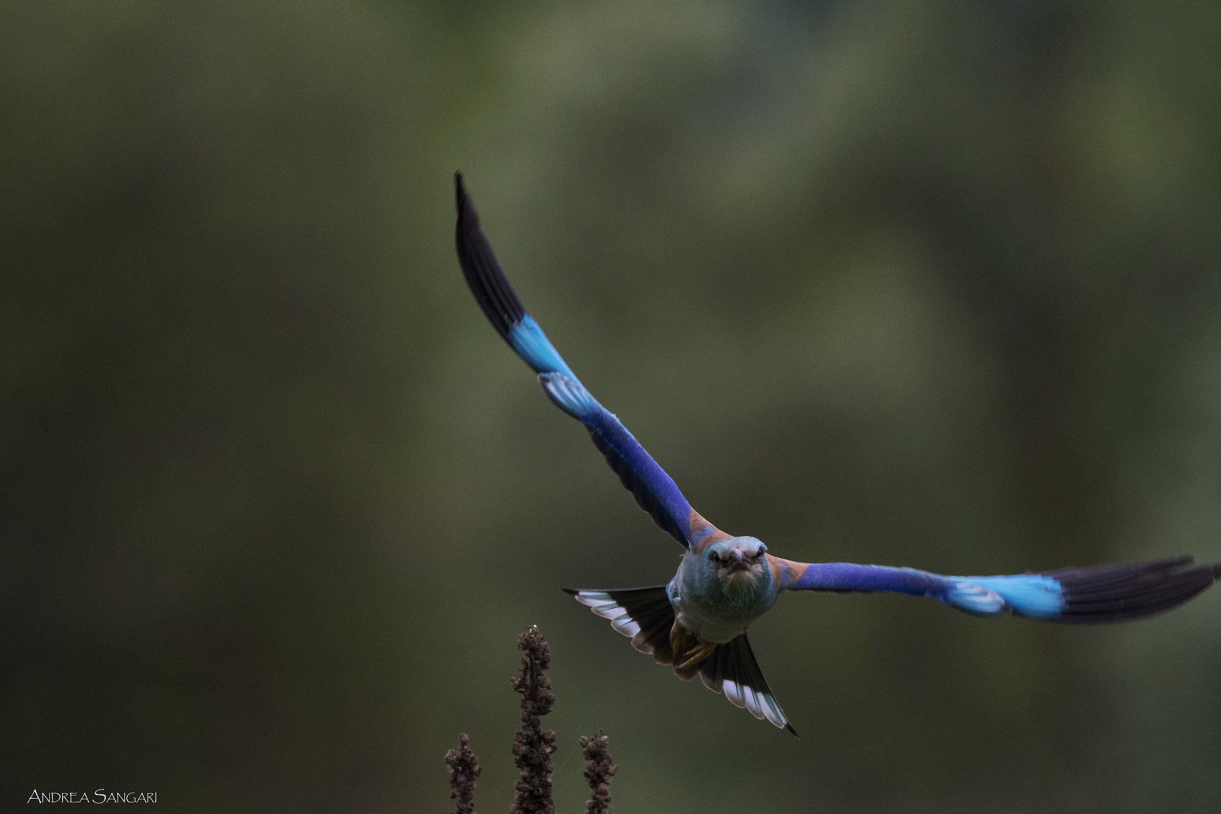 The flight of Roller