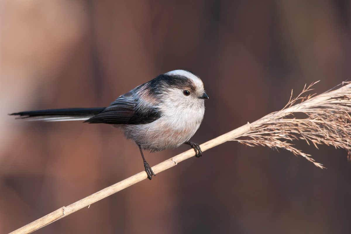 codibugnolo su cannuccia di palude