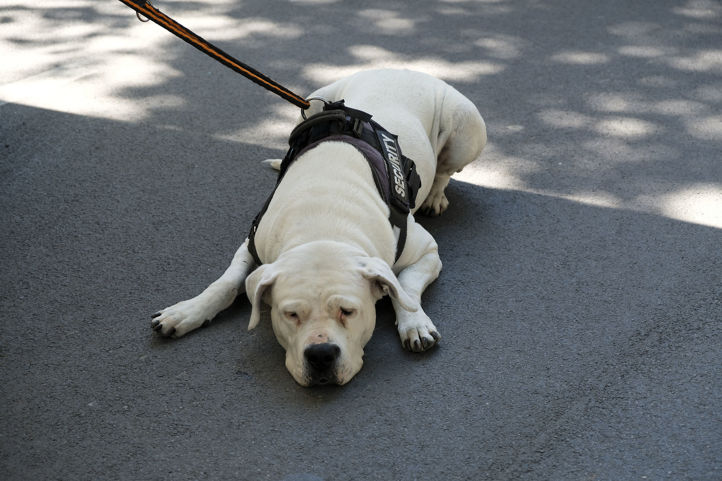 Il riposo del guerriero