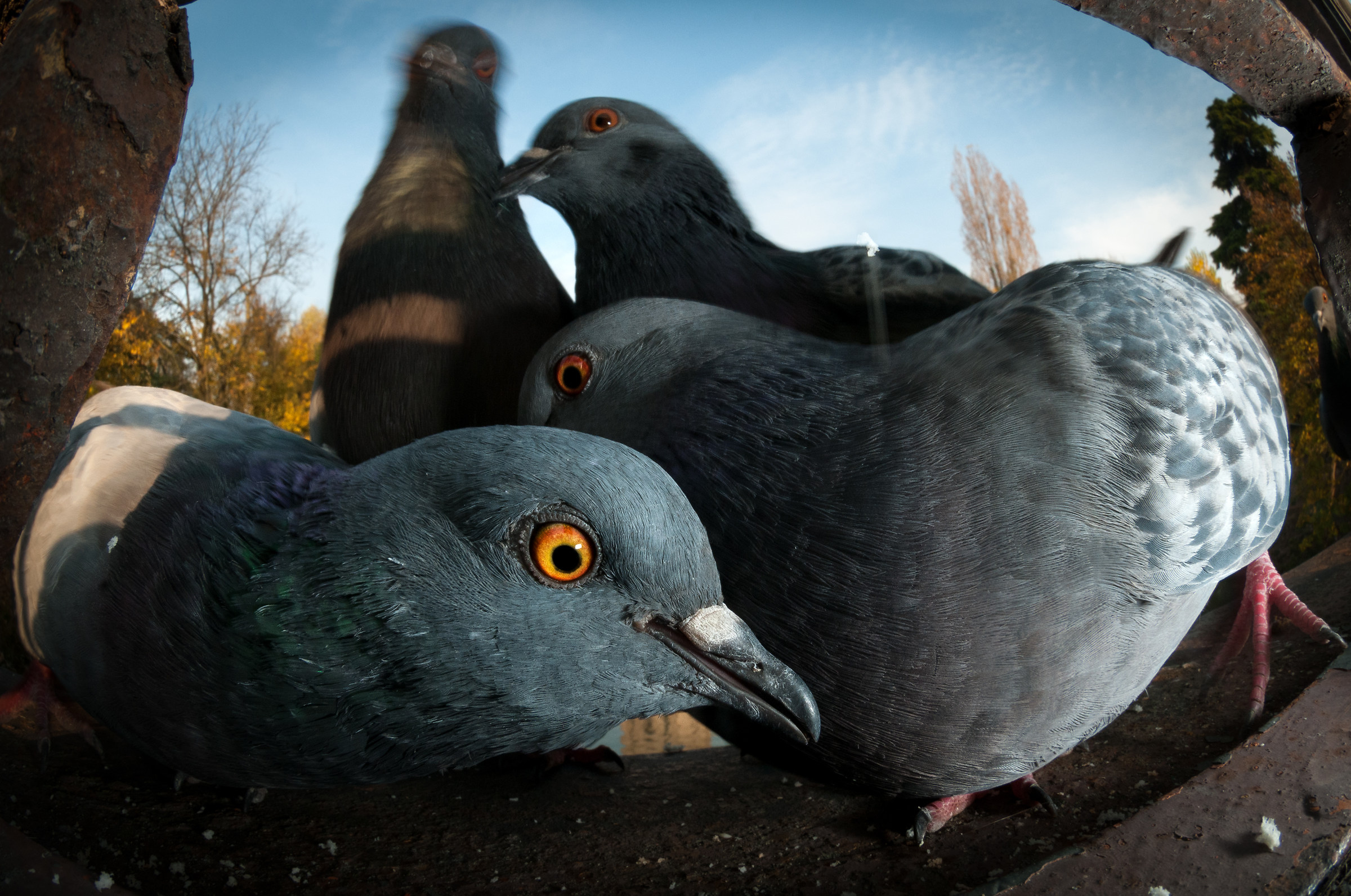 questa è la mia gang