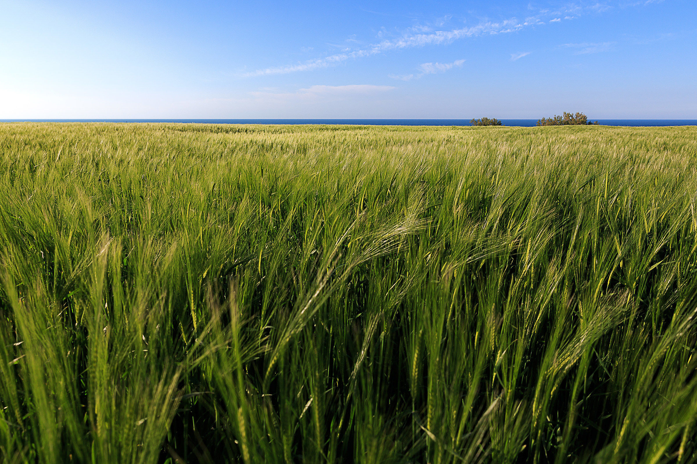 Anche il grano si gode il paesaggio !!!