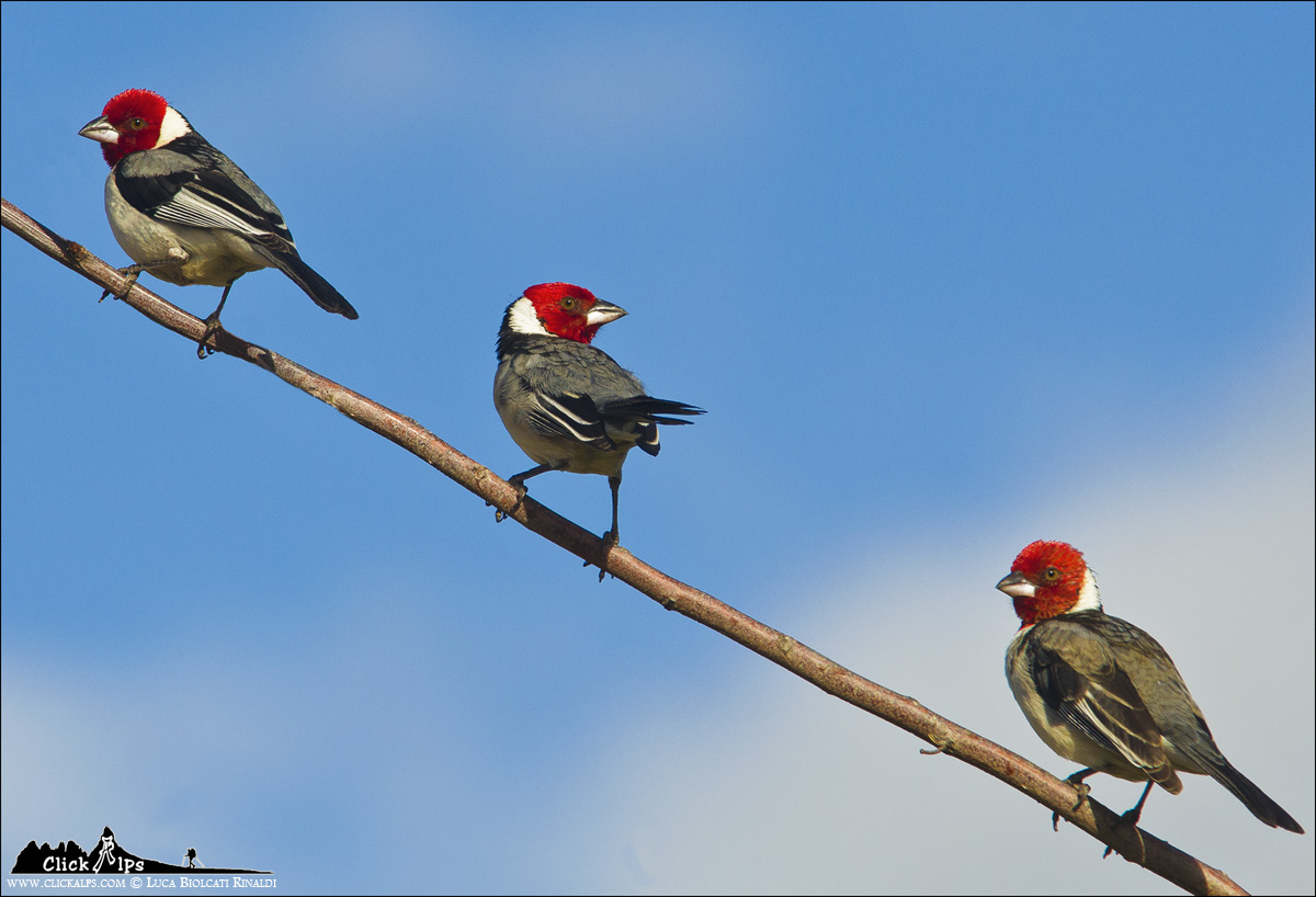 Treis Companheiros -  "Paroaria dominicana"