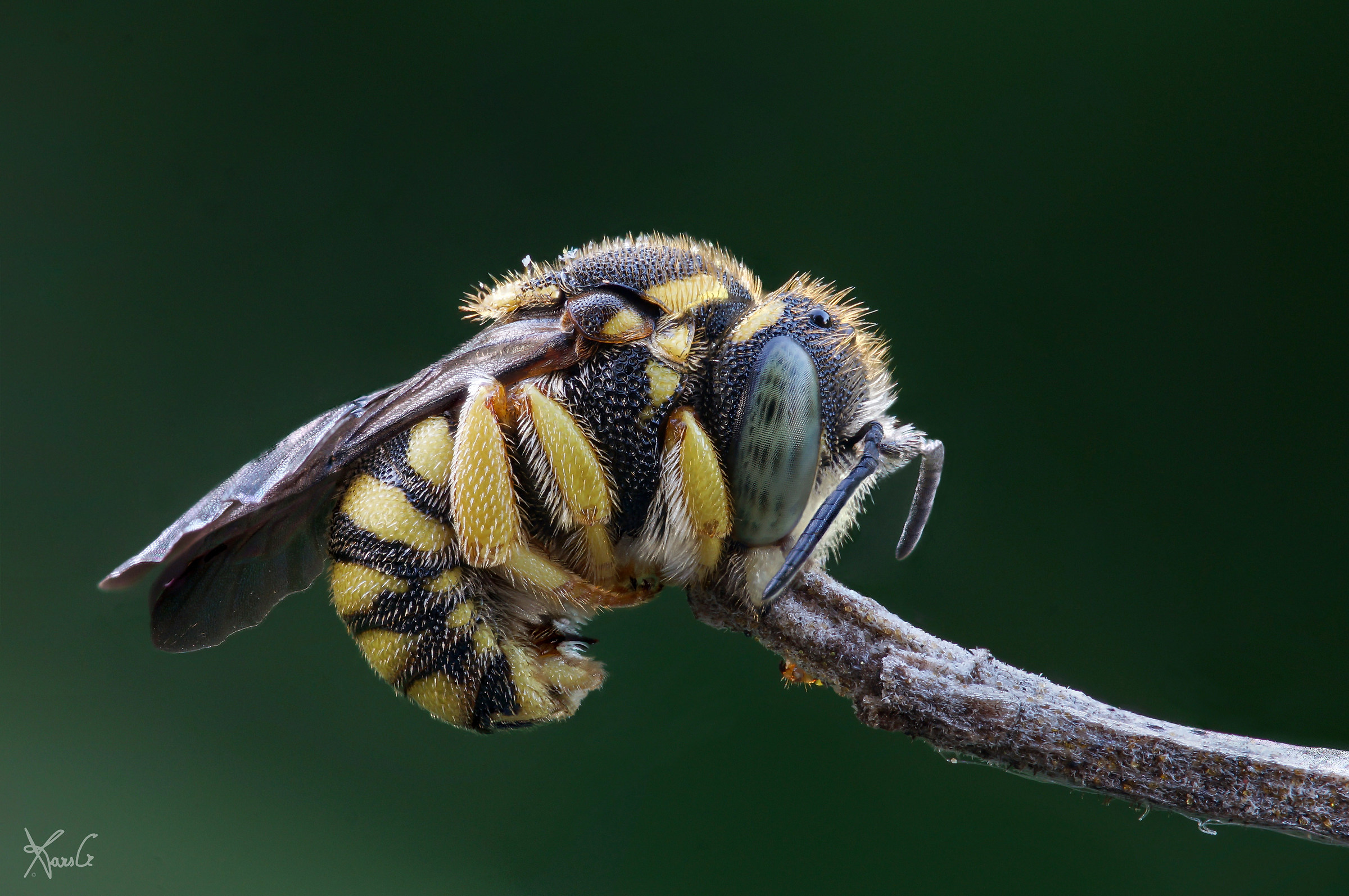 Anthidium florentinum