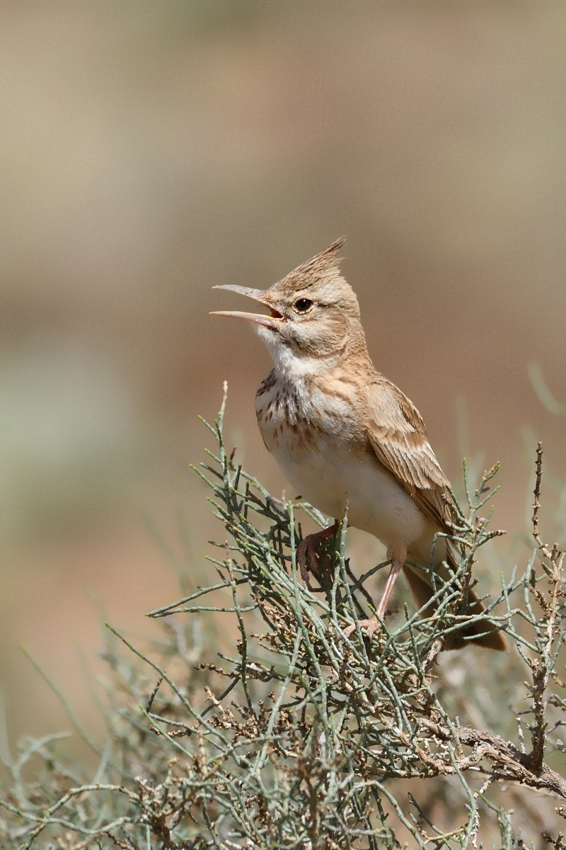 cappellaccia di thekla