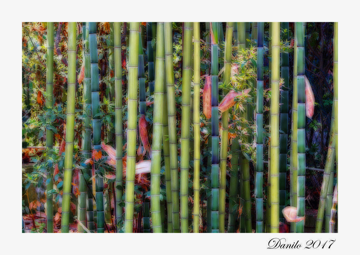 Bamboo