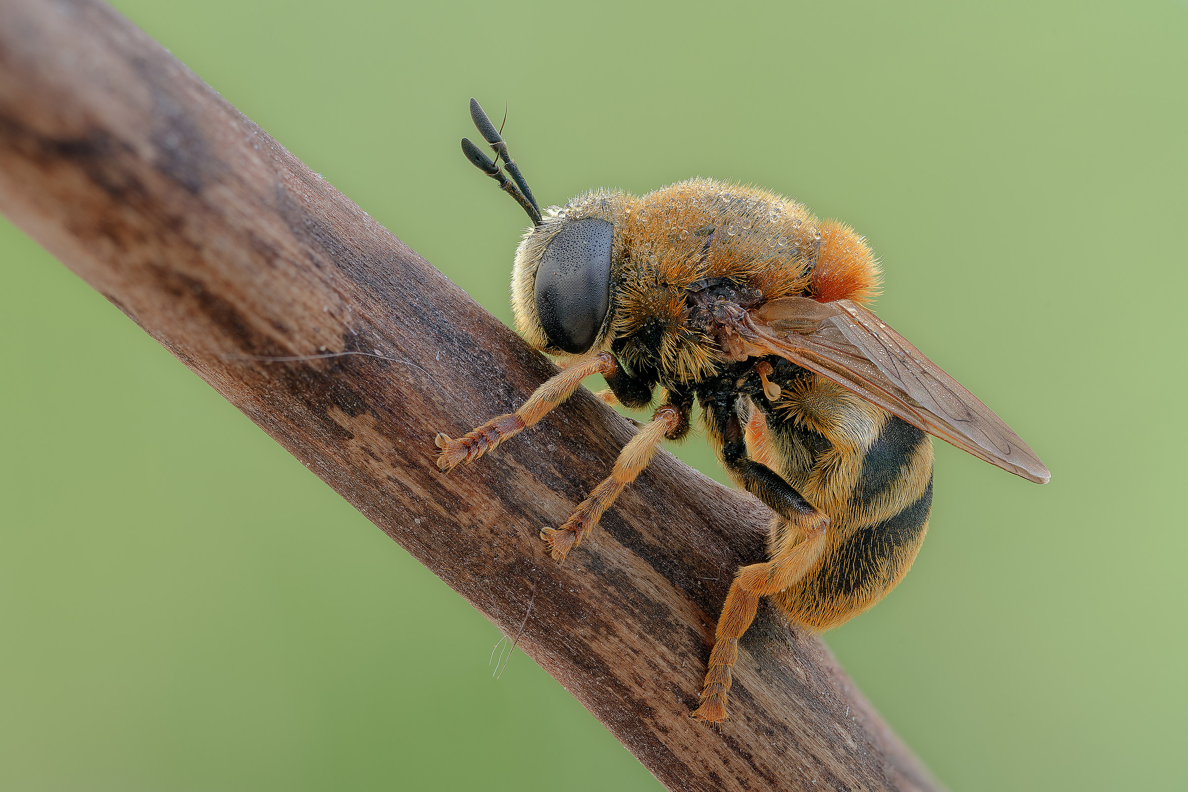 Microdon cf. mutabilis