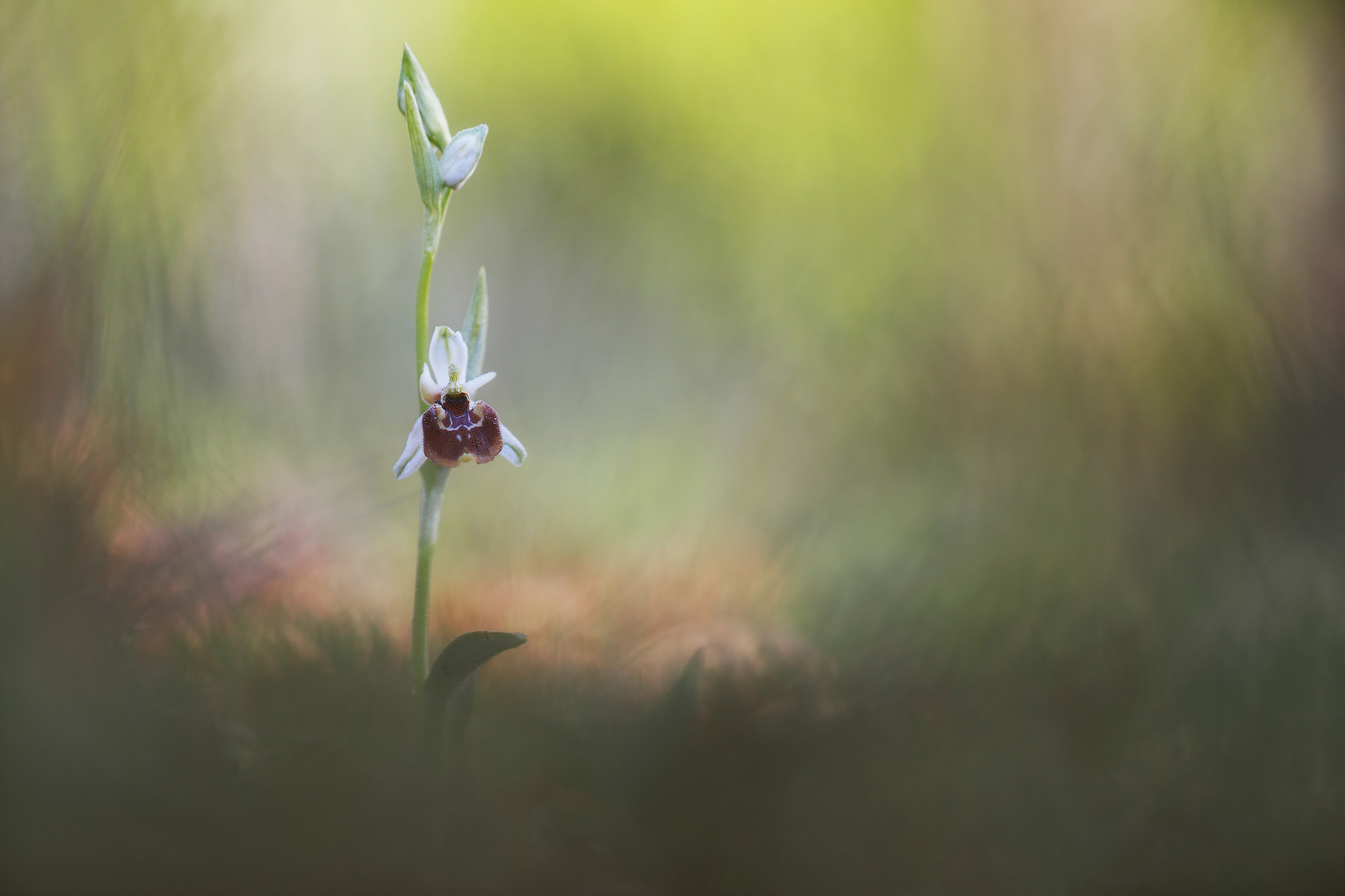 Ophrys holosericea