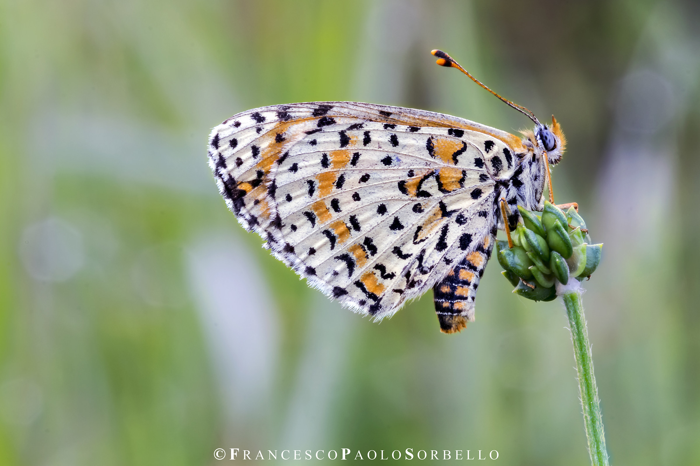 Melitaea Phoebe