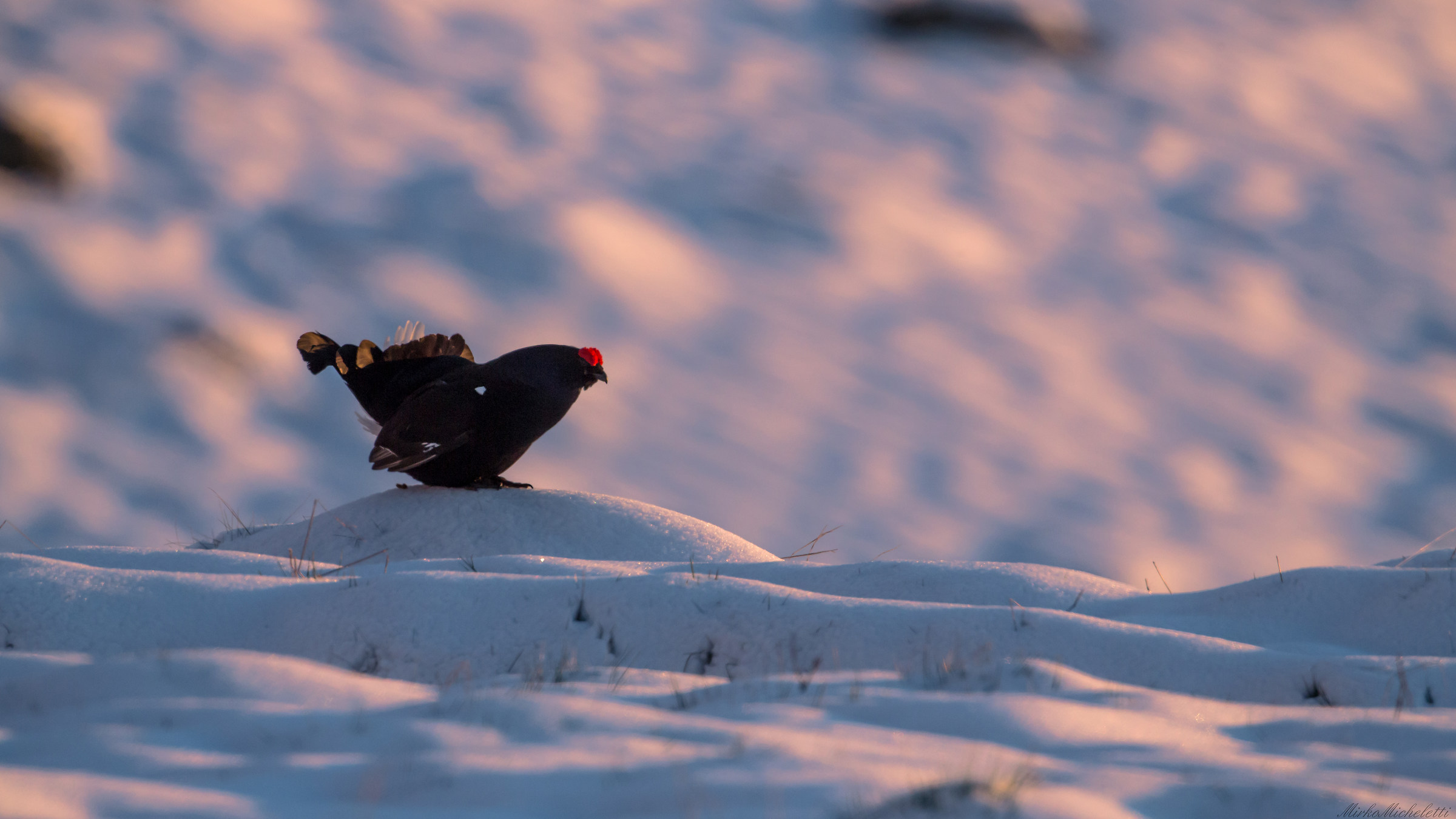 Gallo Forcello at dawn