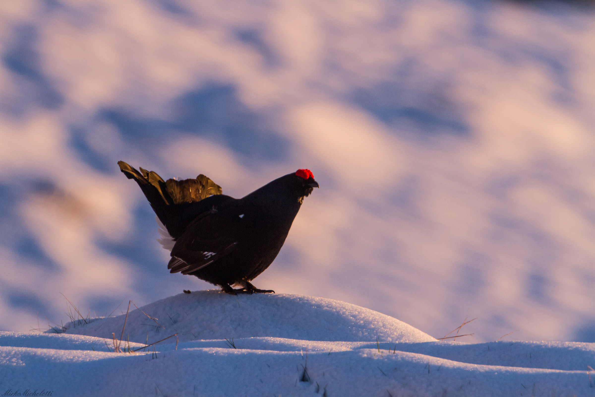 Gallo Forcello at dawn